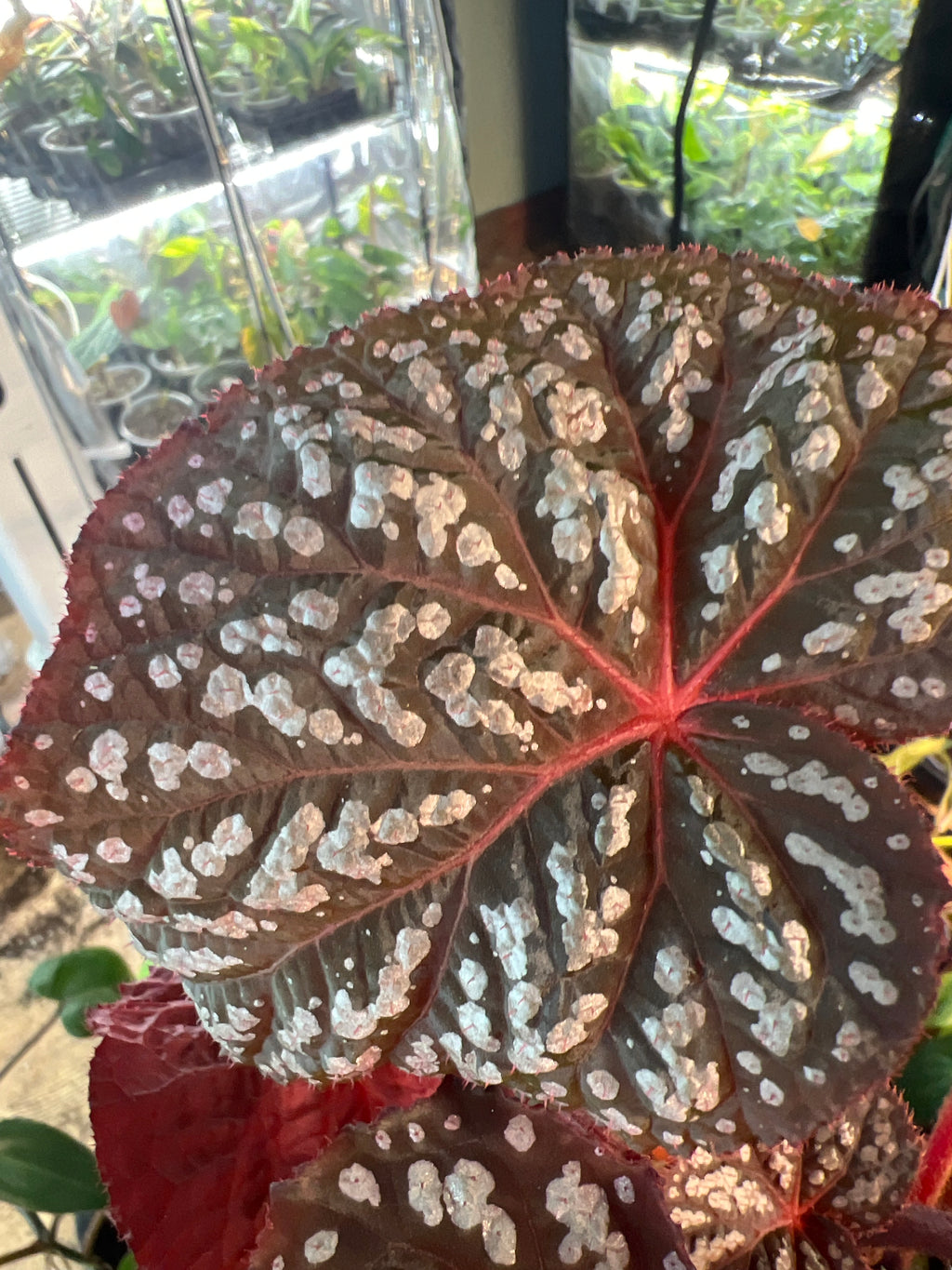 Begonia Blue Betsy