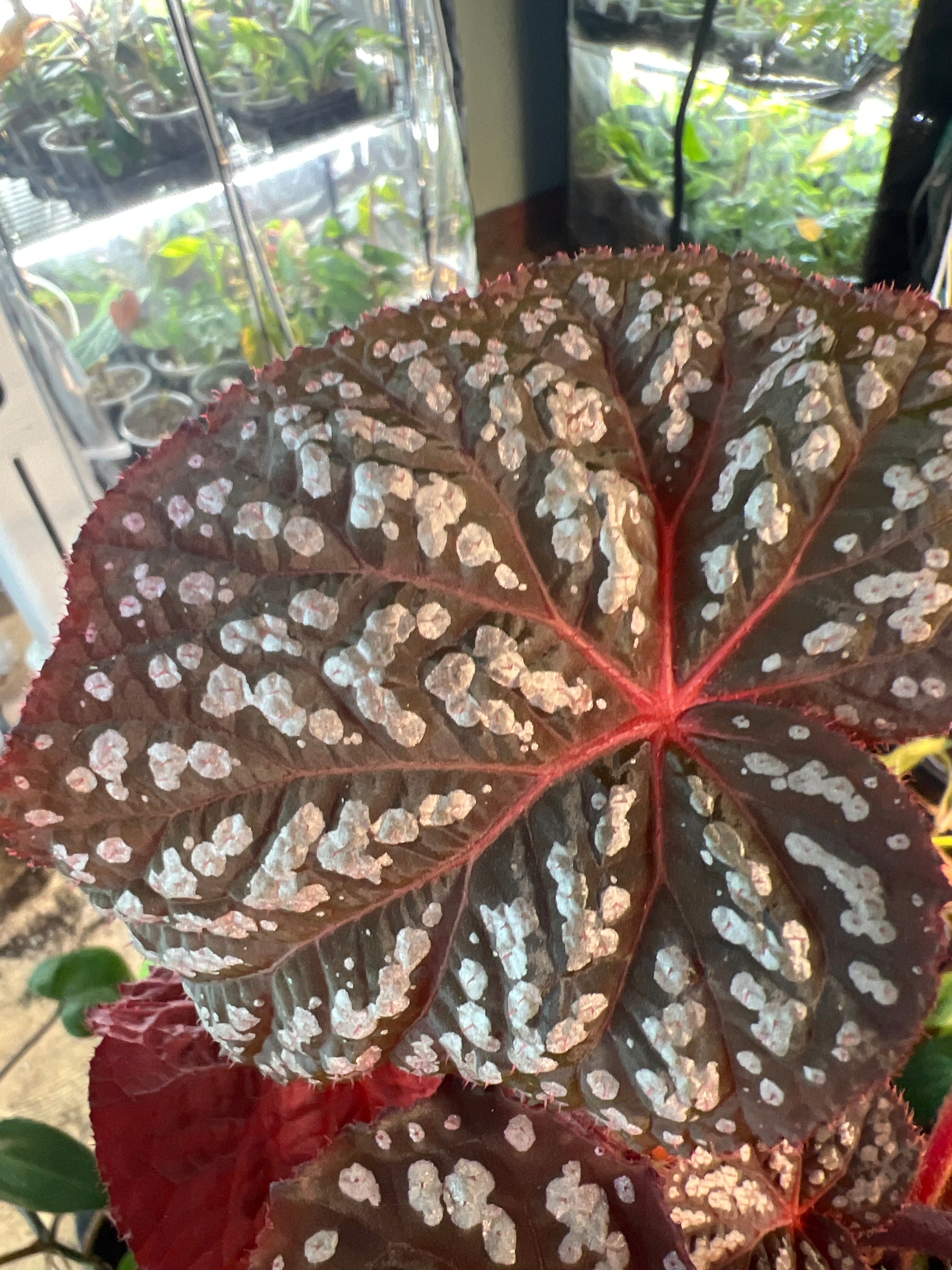Begonia Blue Betsy