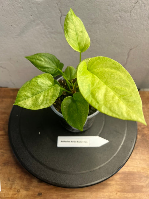 anthurium pohora Anthurium Aurea Hookeri Var. – Mulliken Nursery