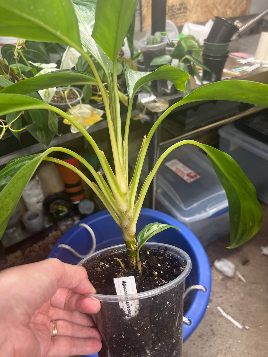 Aglaonema Leprechaun