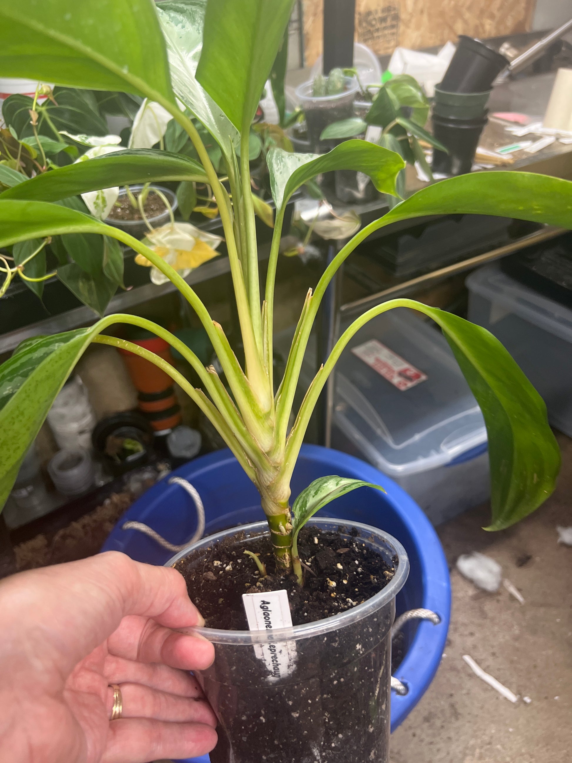 Aglaonema Leprechaun