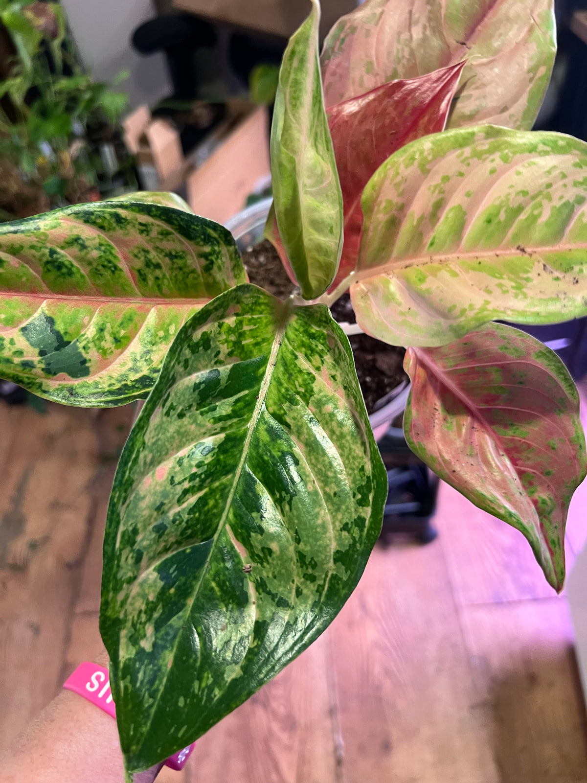 Aglaonema Prakaiphet