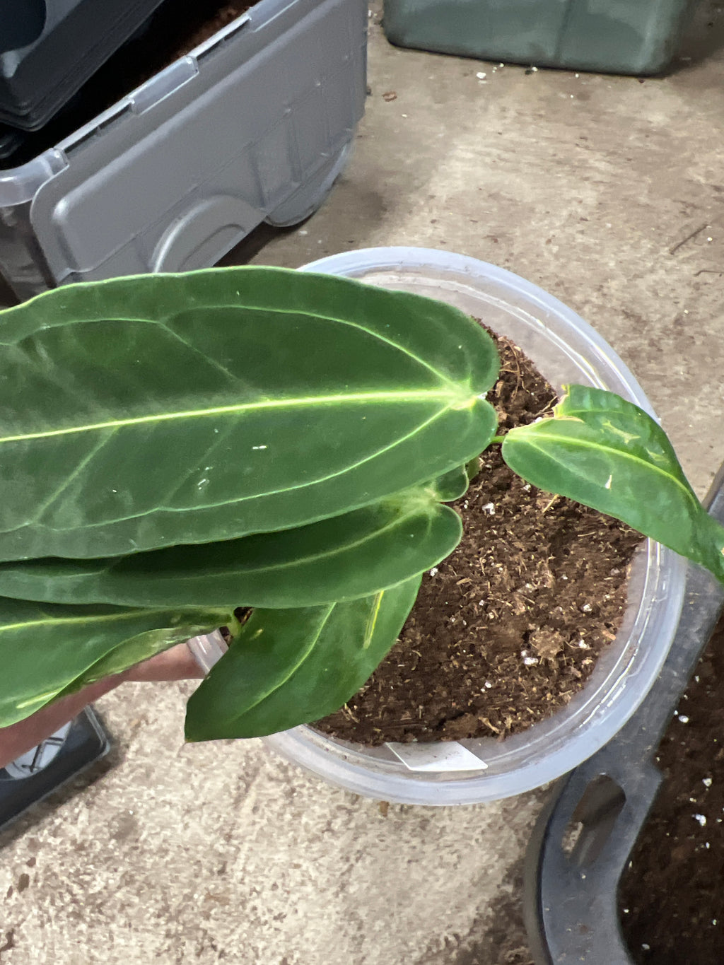 Anthurium Warocqueanum