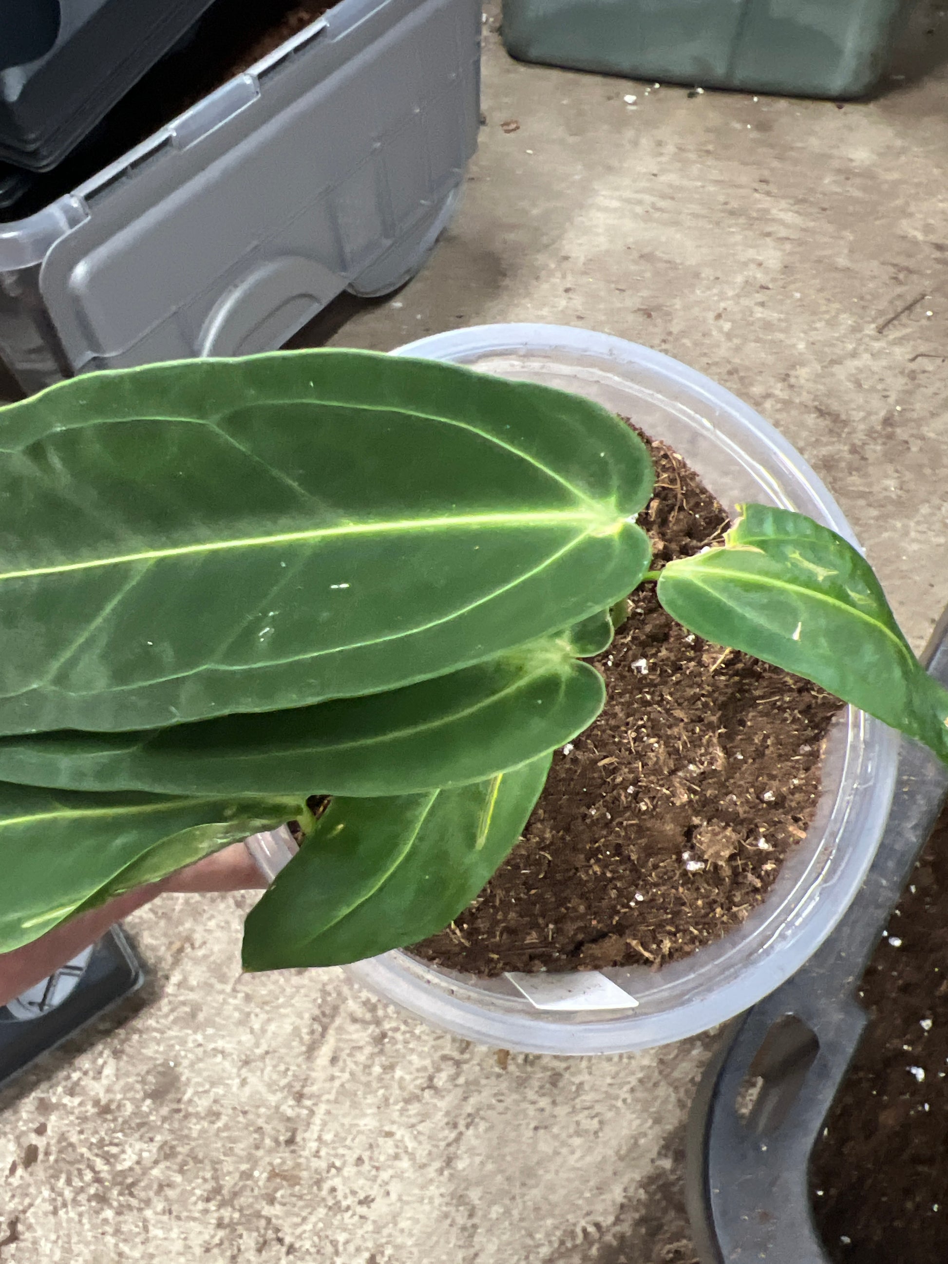 Anthurium Warocqueanum