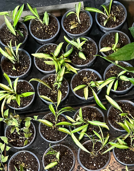 Hoya wayetii Variegated