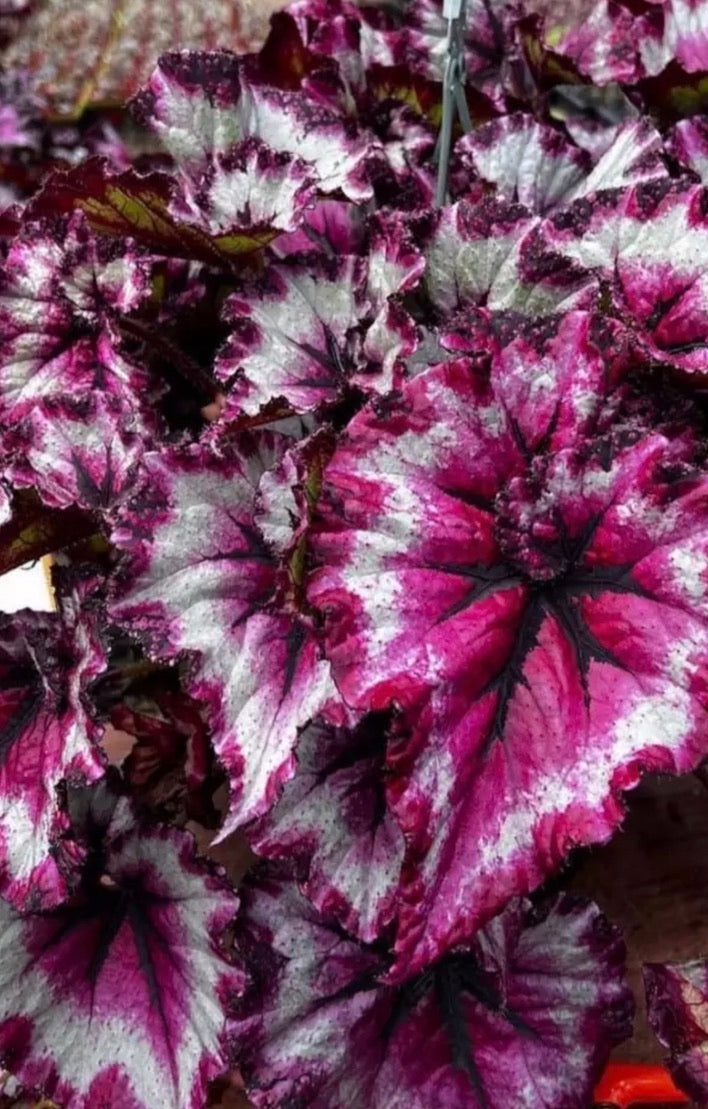 Begonia Harmony's Strawberry Shortcake live begonia from Mulliken Nursery