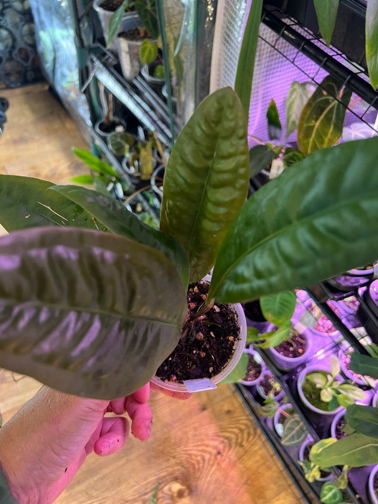 Anthurium superbum