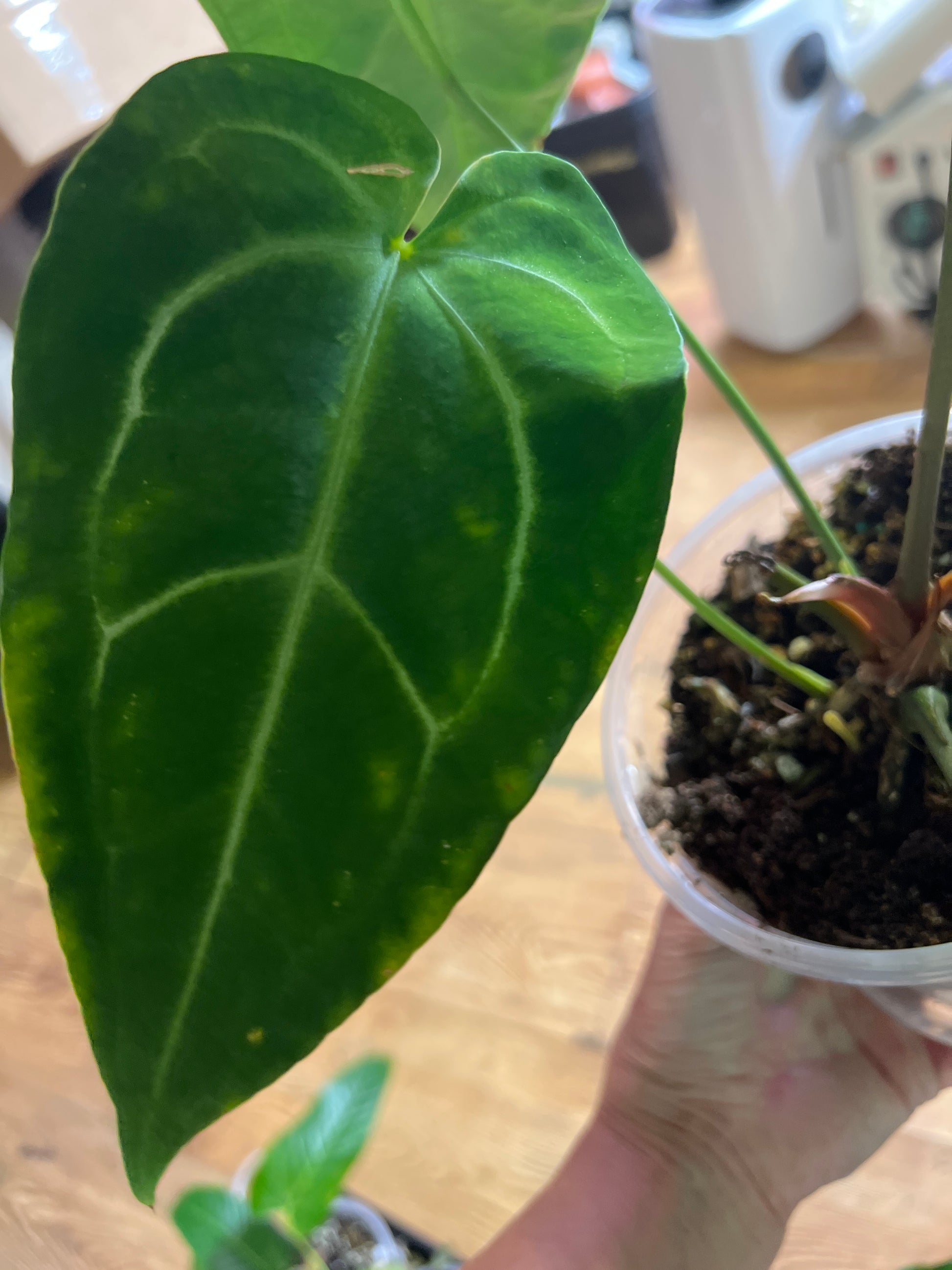 Anthurium ‘Ecuagenera Green Soul’ × Anthurium forgetii