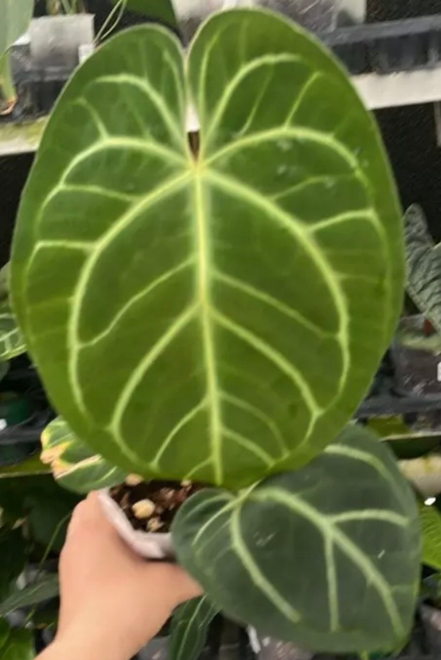 Anthurium Bessea aff x Silver Blush