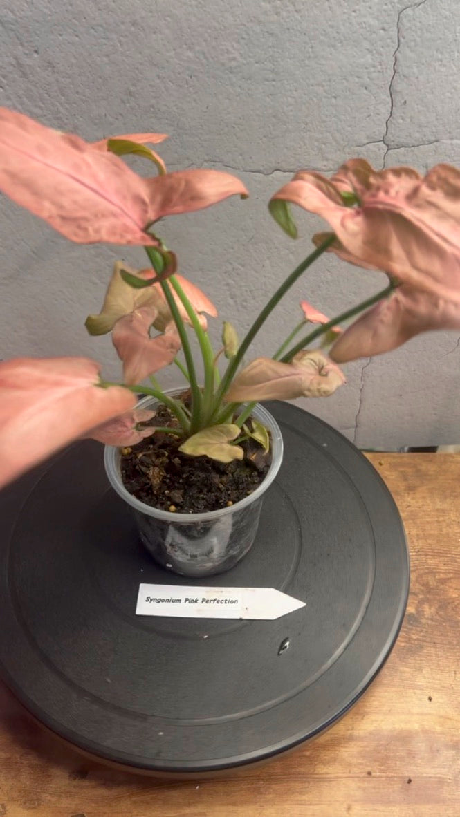 Syngonium Pink Perfection