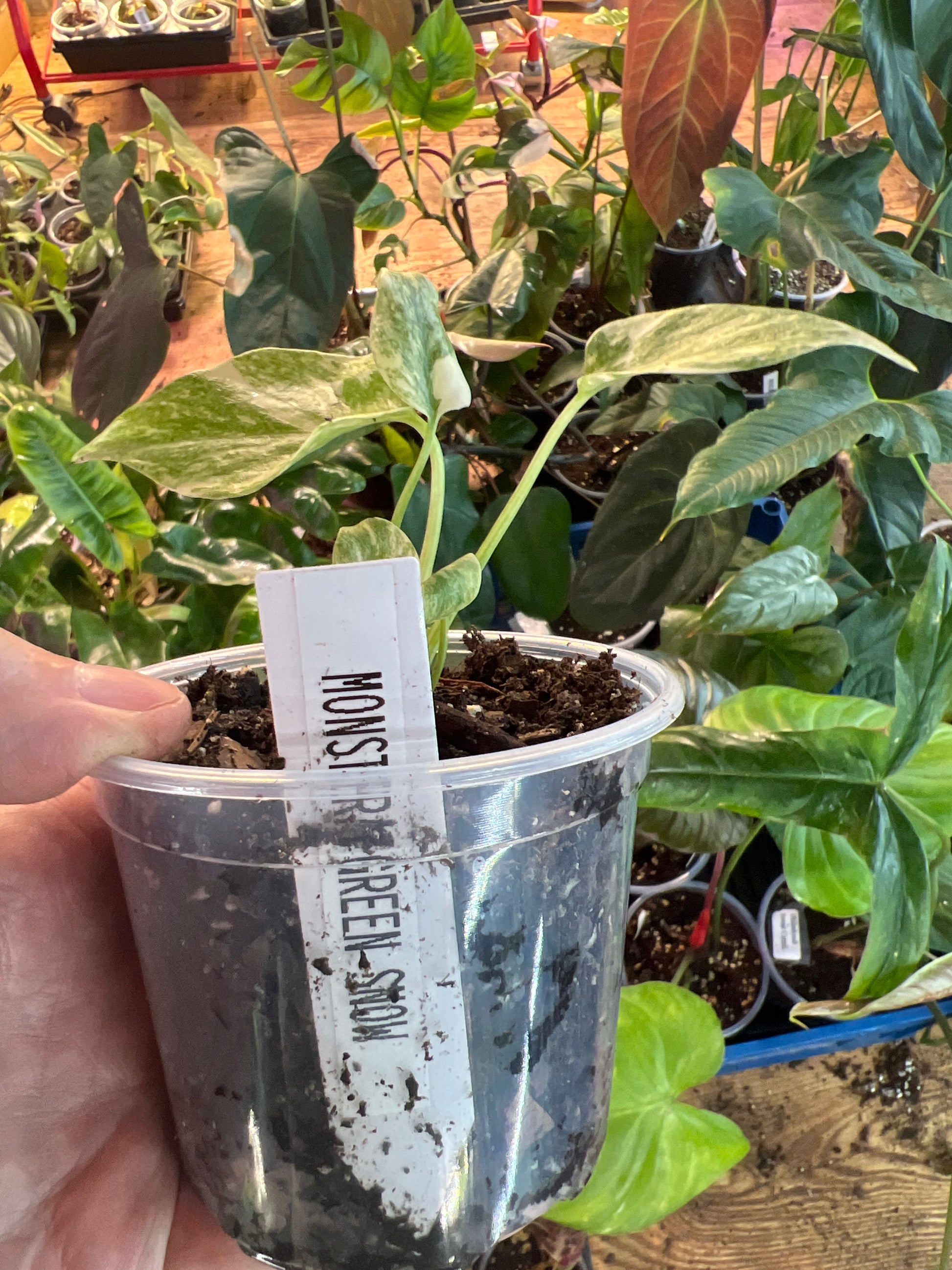 Monstera Green Snow