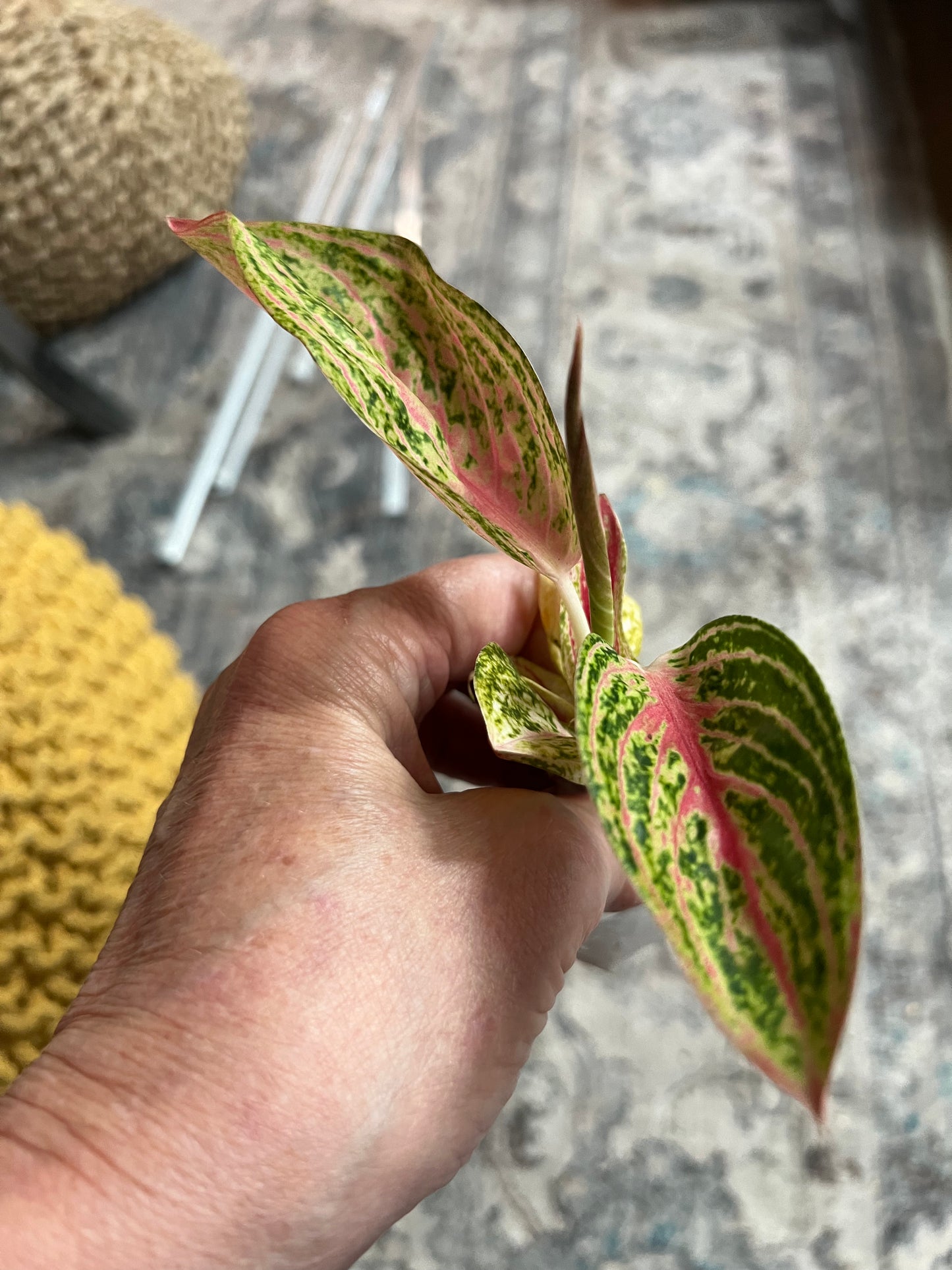 Aglaonema Venus
