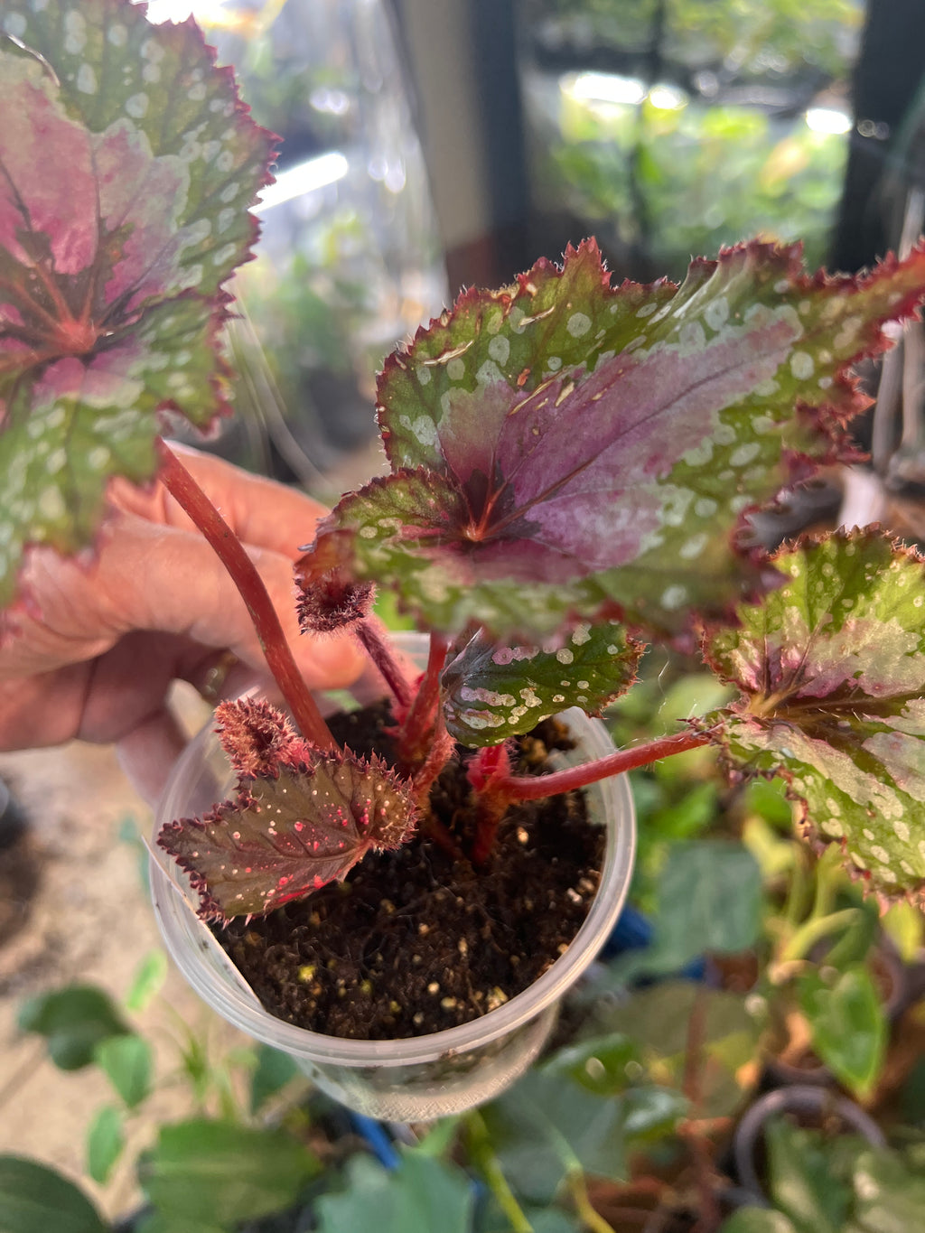 Begonia Harmony's Big Bang live plant foliage and detail view 3
