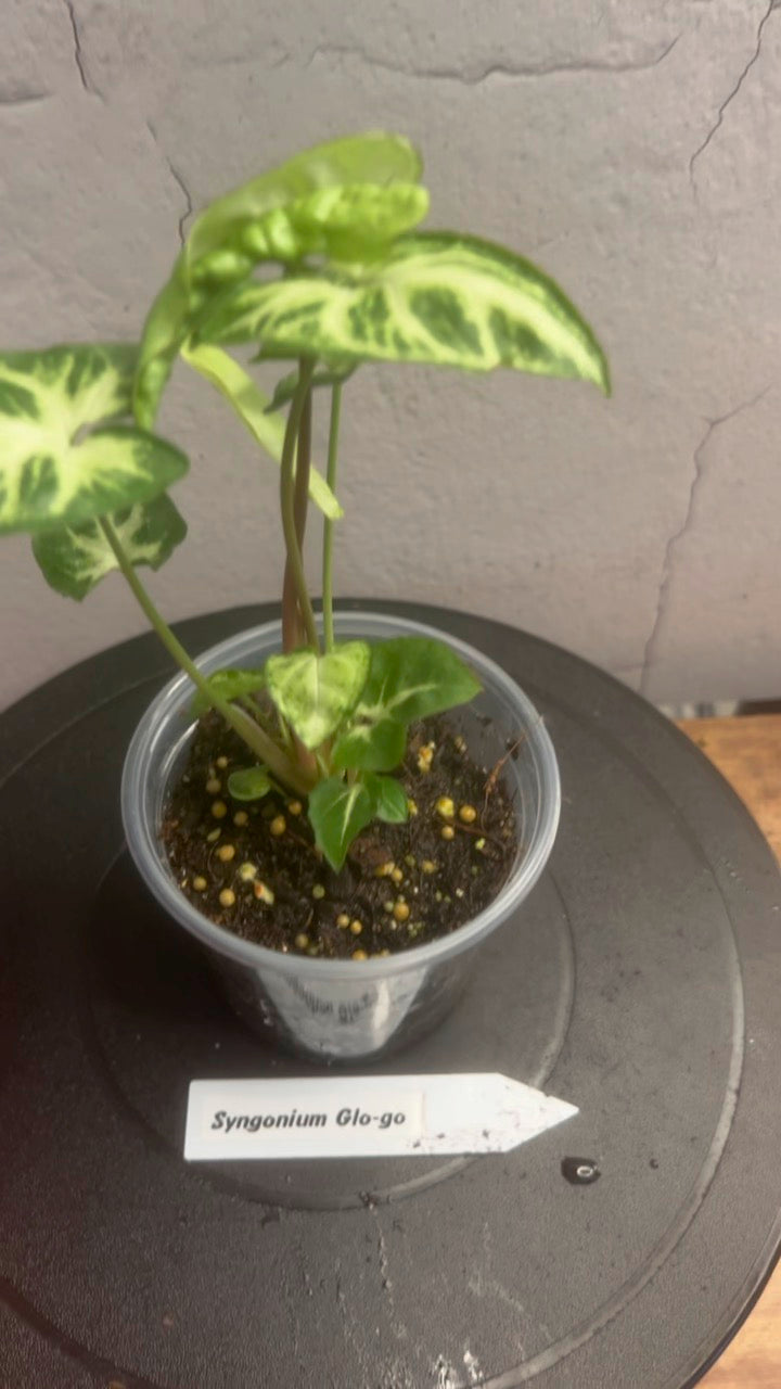 SYNGONIUM GLO-GO