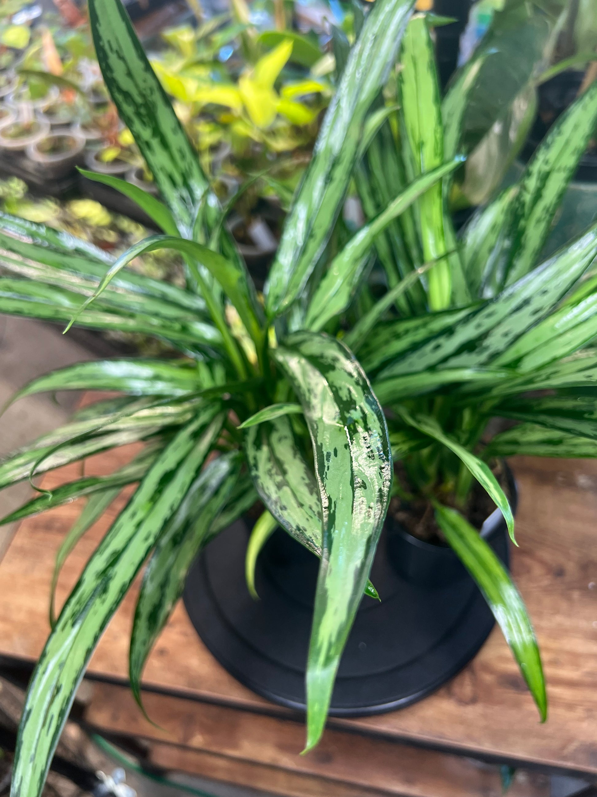 Aglaonema Cutlass (4”)