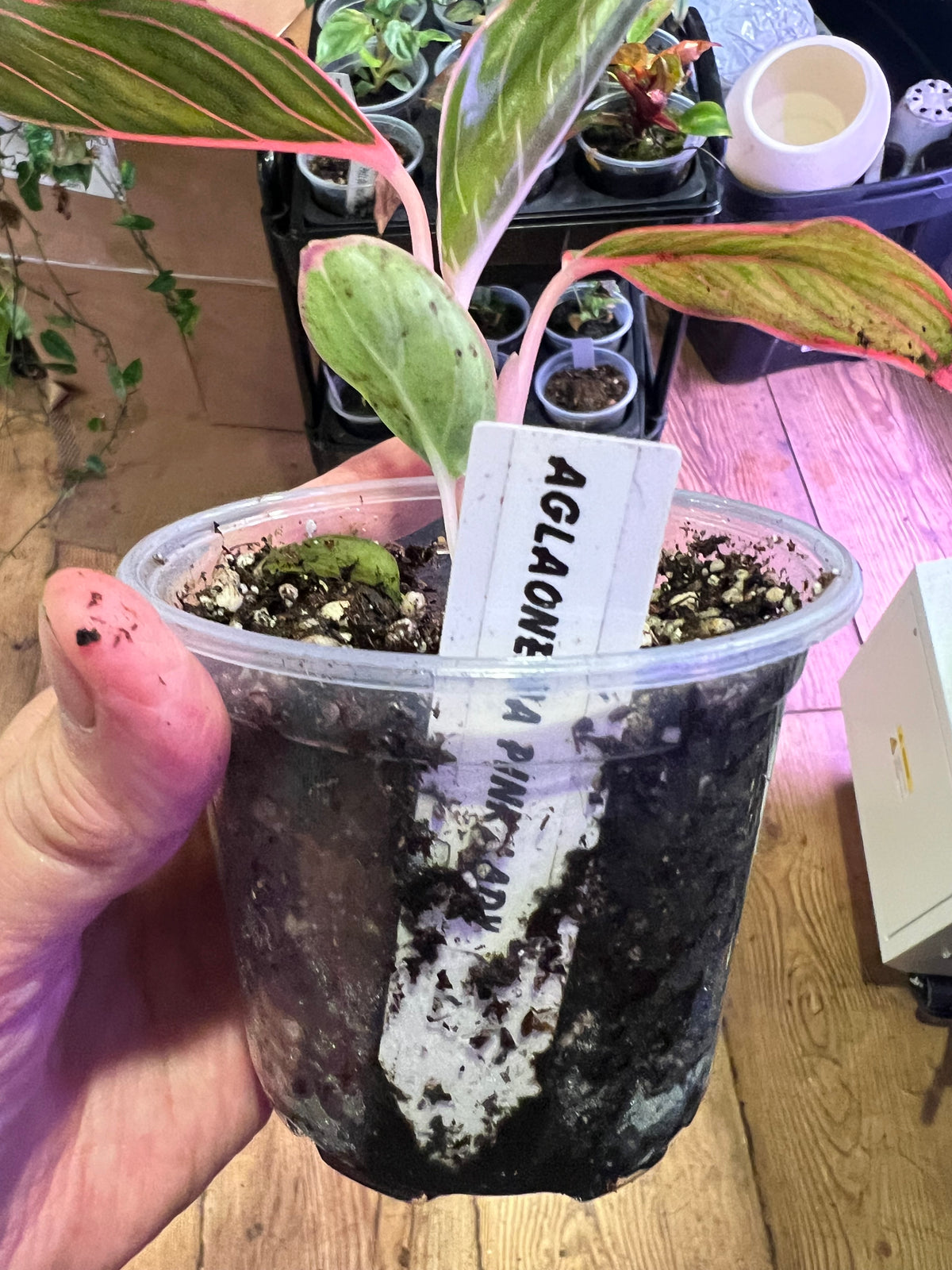 Aglaonema Light Pink Triphet