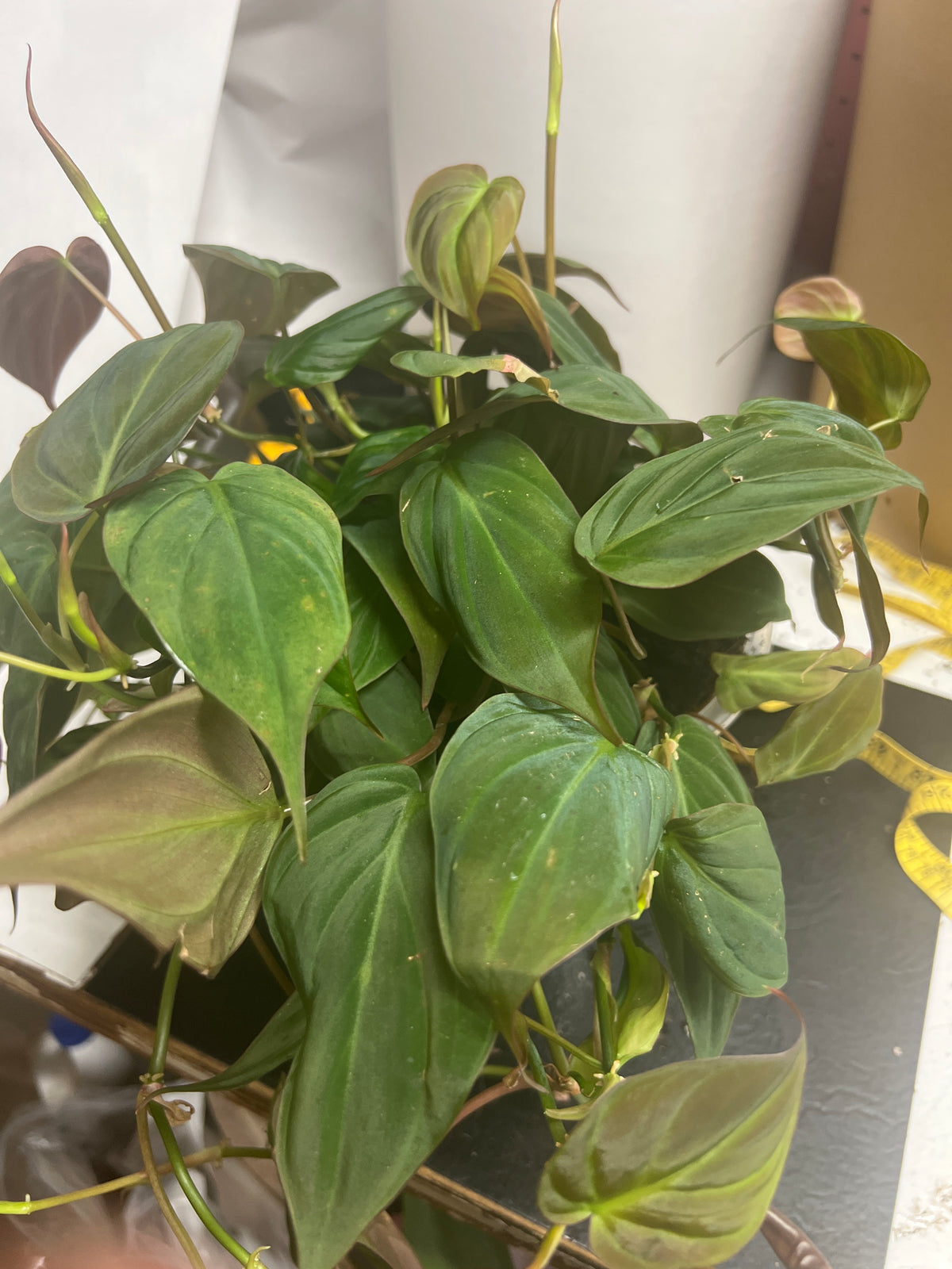 Philodendron Micans