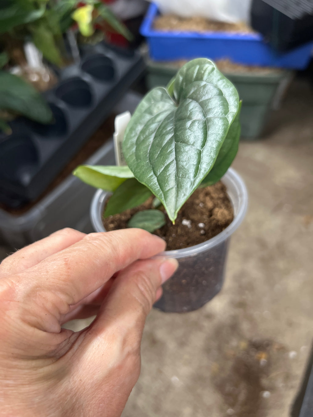 Anthurium luxurians