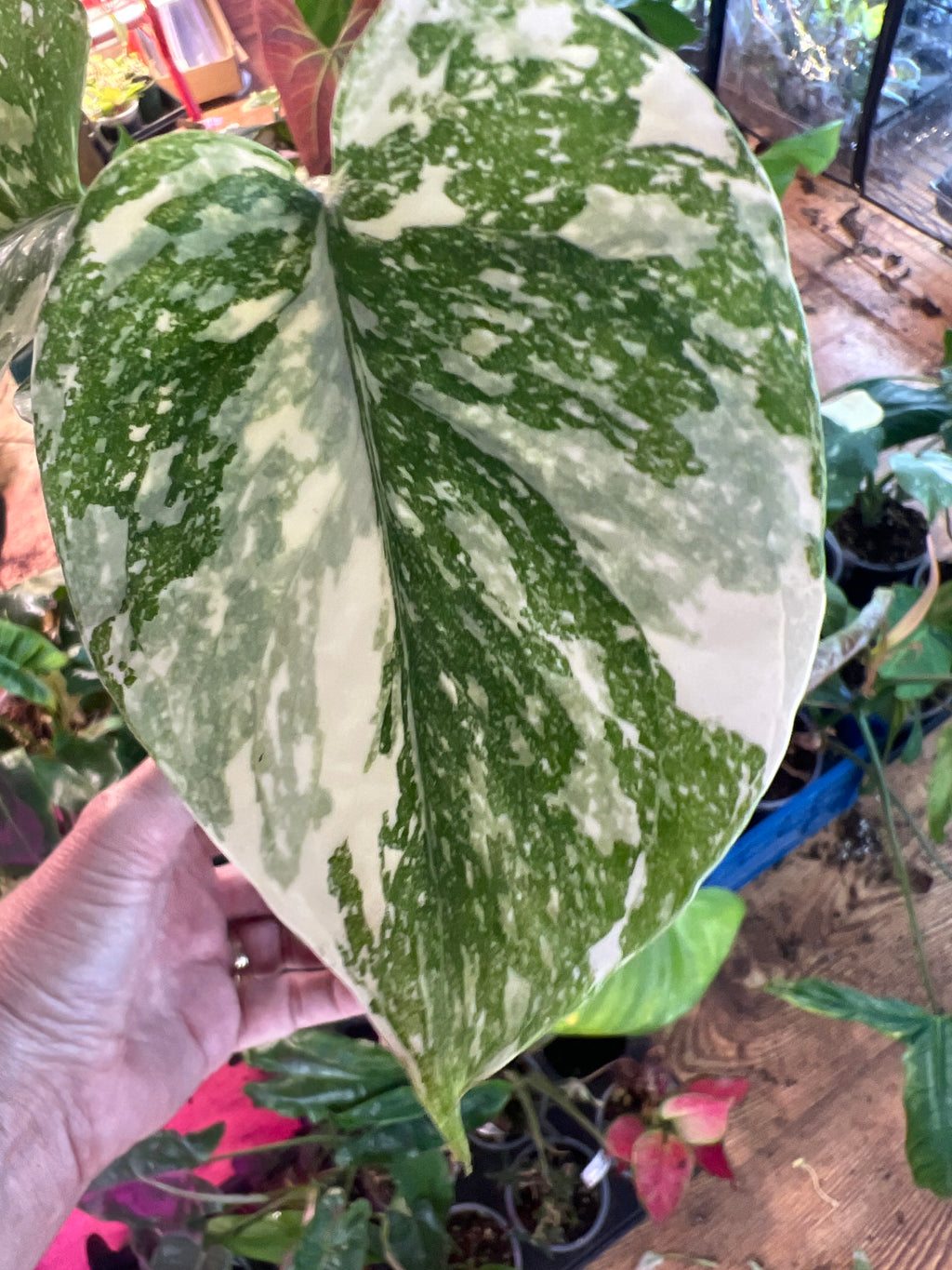 Monstera Borsigiana Albo