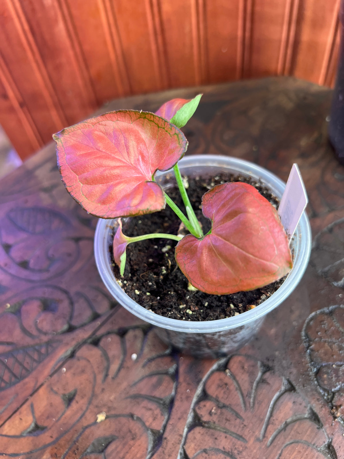 Syngonium Orm Nak