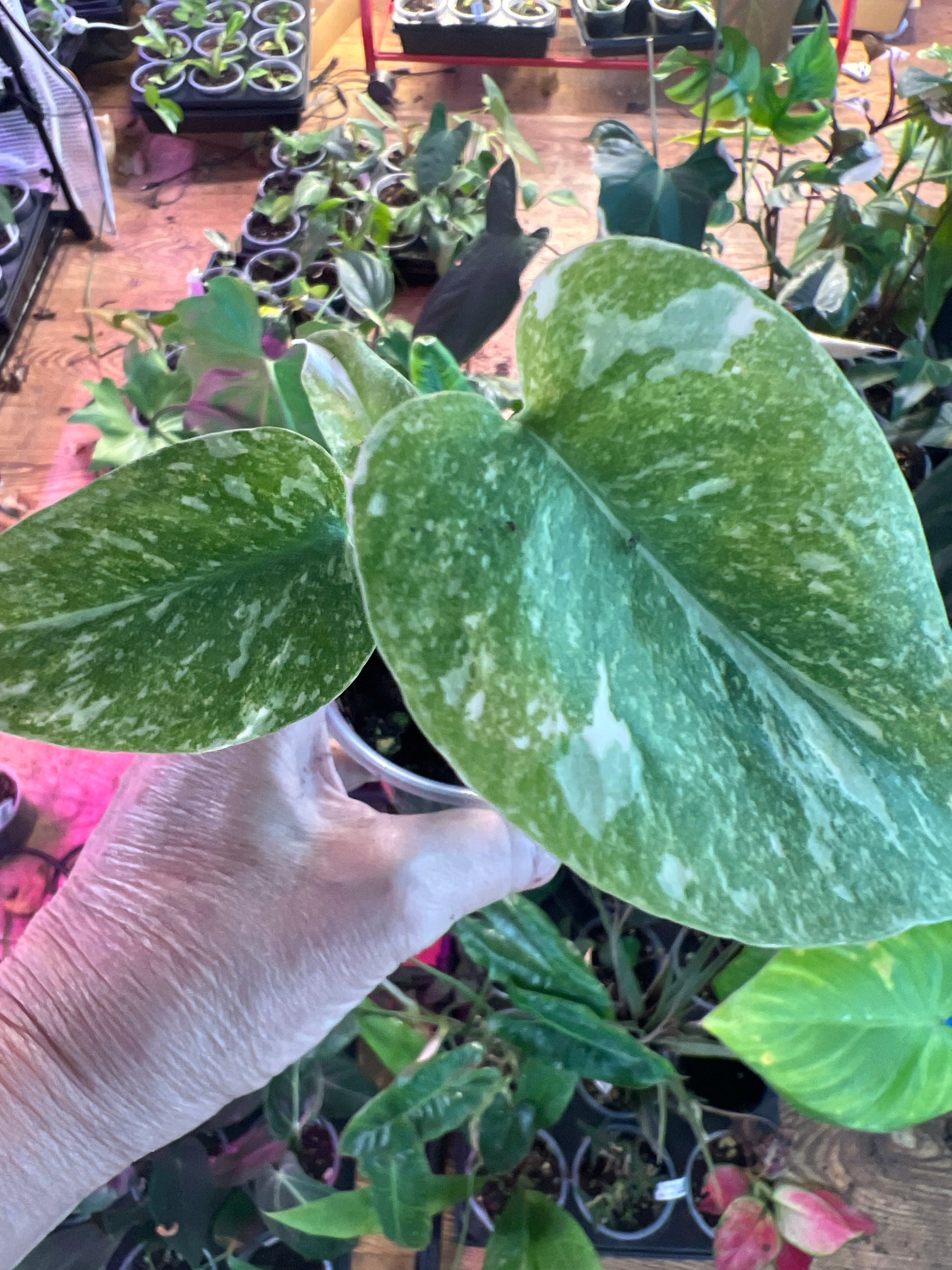 Monstera Legacy