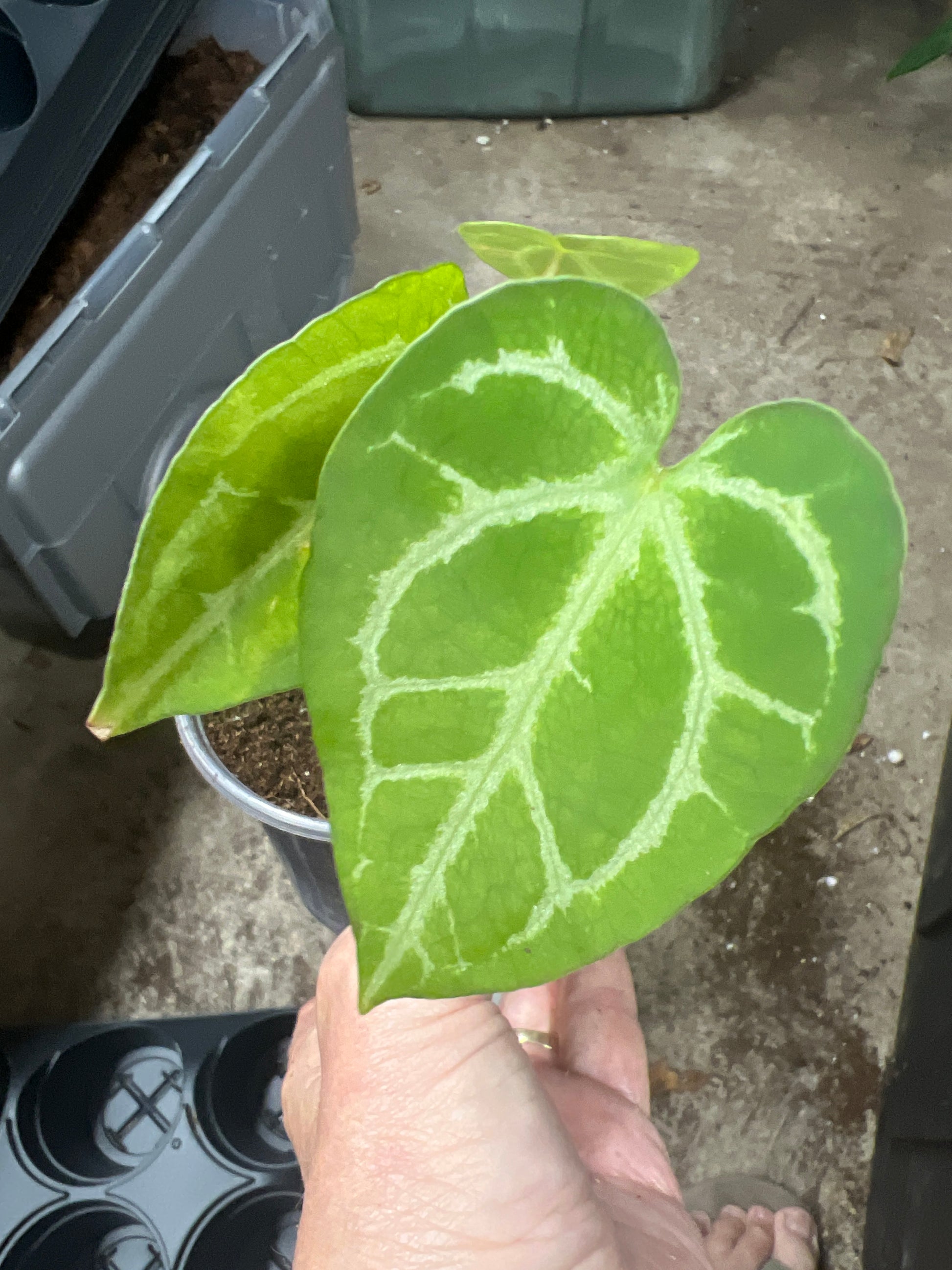 Anthurium Crystallinum