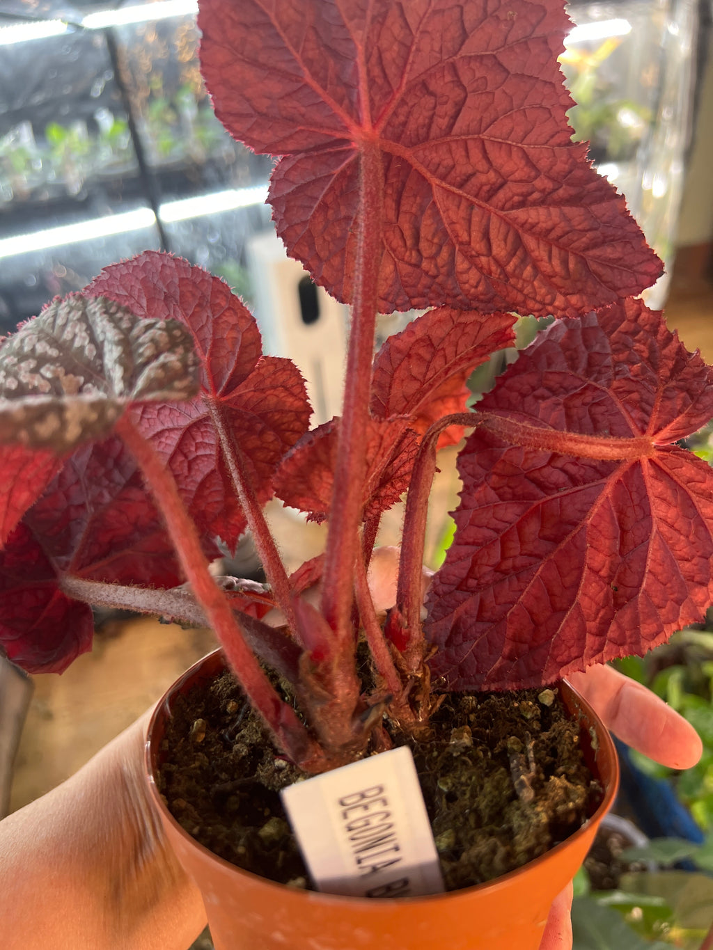 Begonia Blue Betsy