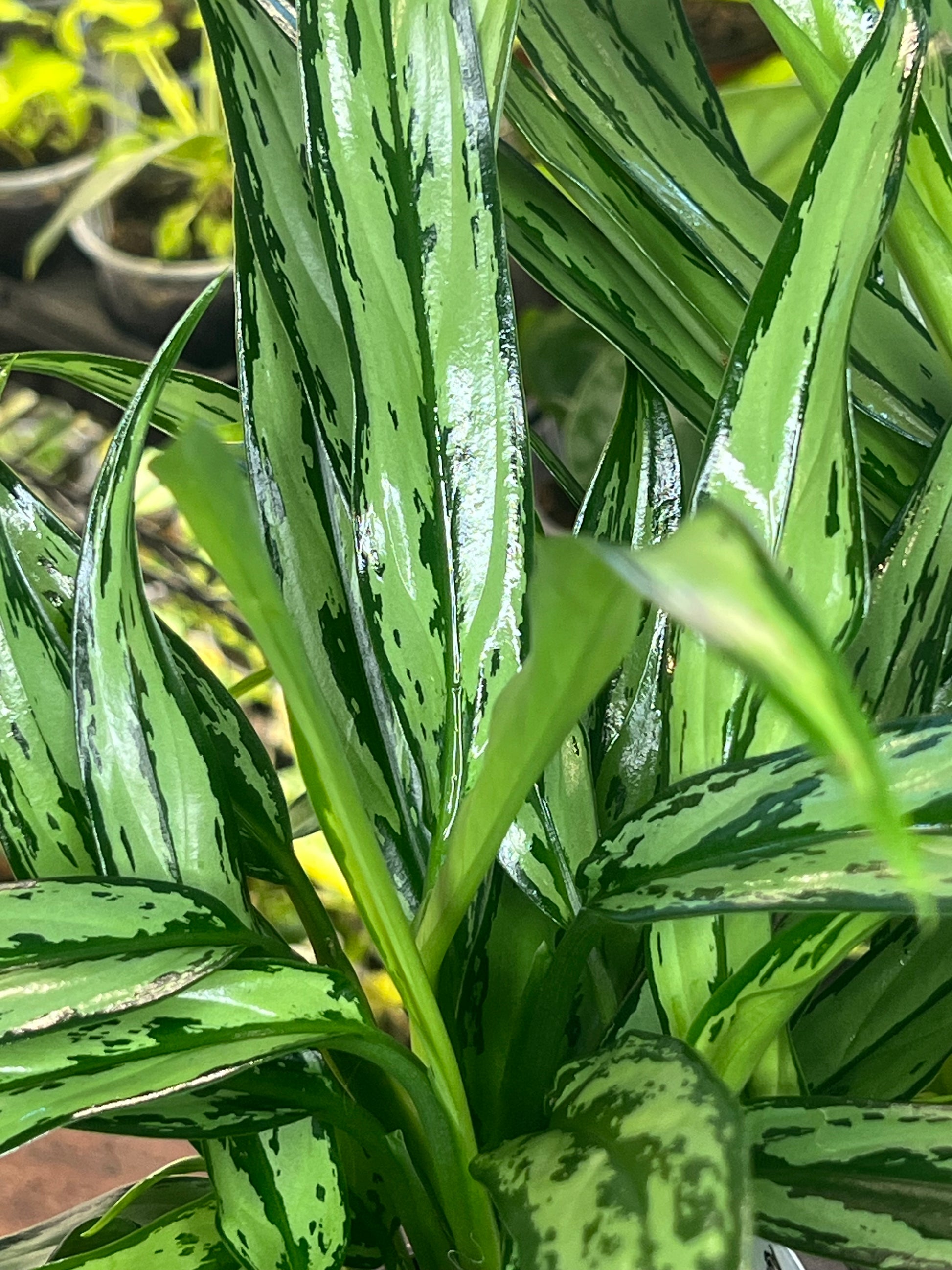 Aglaonema Cutlass (4”)
