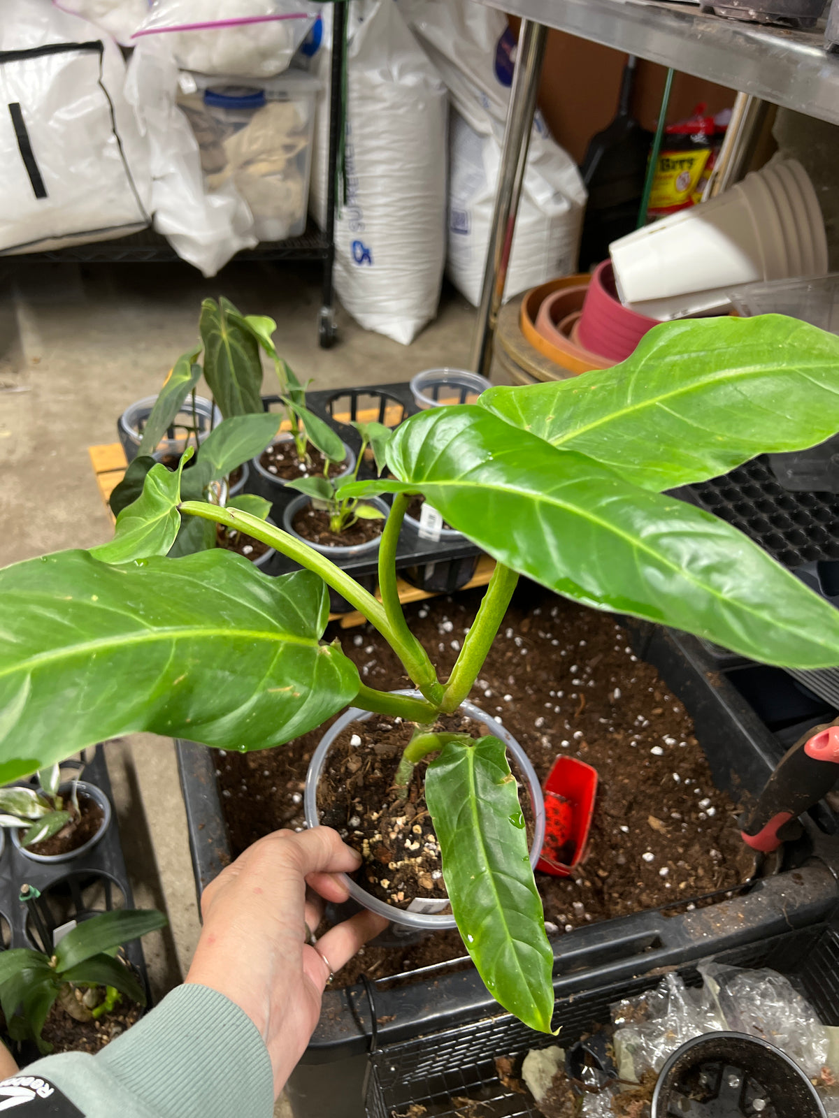Philodendron Subhastatum Ecuagenera
