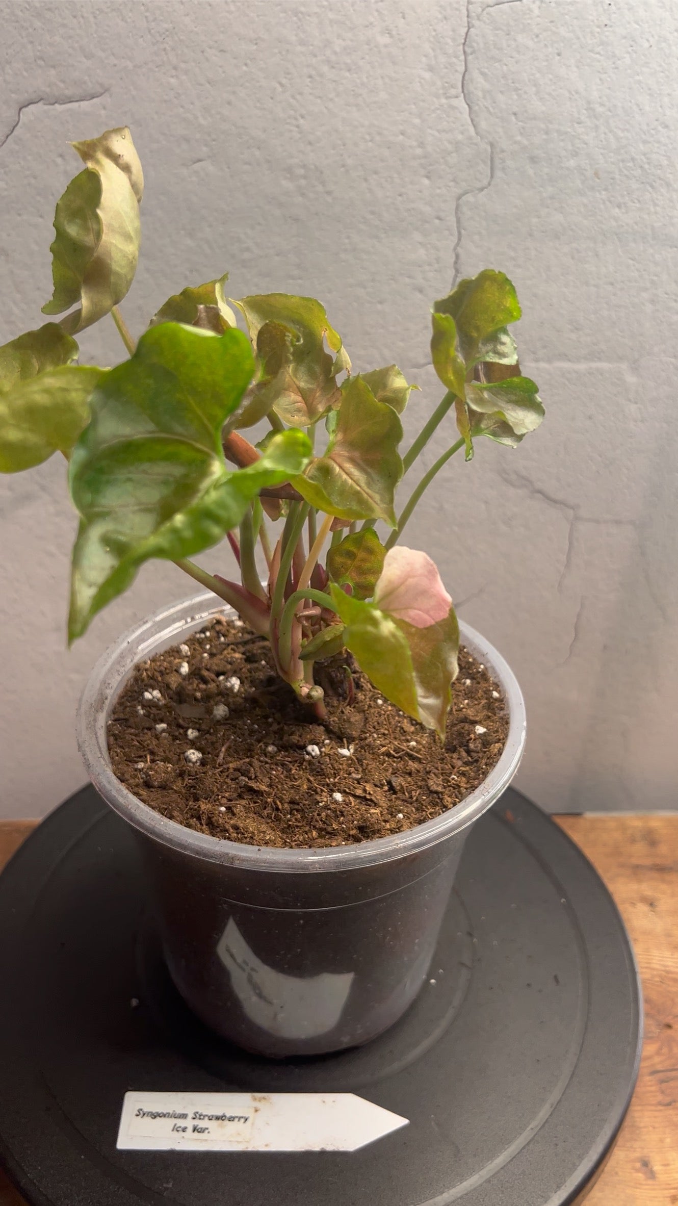 Syngonium Strawberry Shake