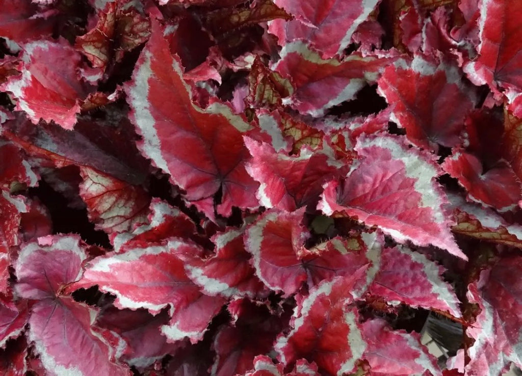 Begonia Spirit of Mayoette live begonia from Mulliken Nursery