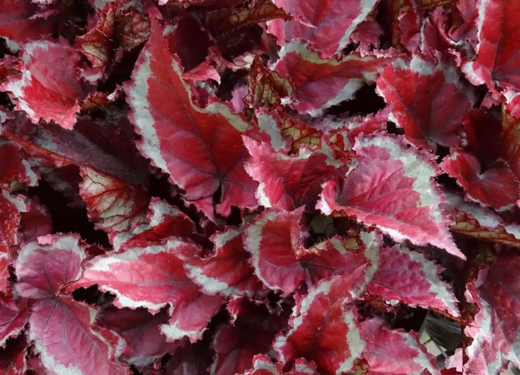 Begonia Spirit of Mayoette live begonia from Mulliken Nursery