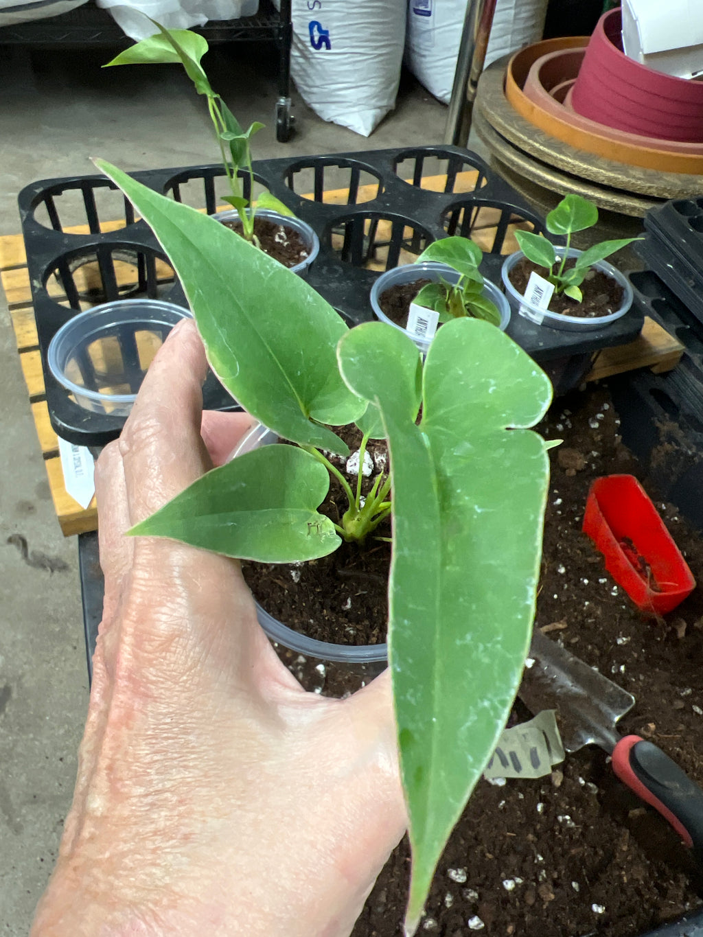 Anthurium Brownii