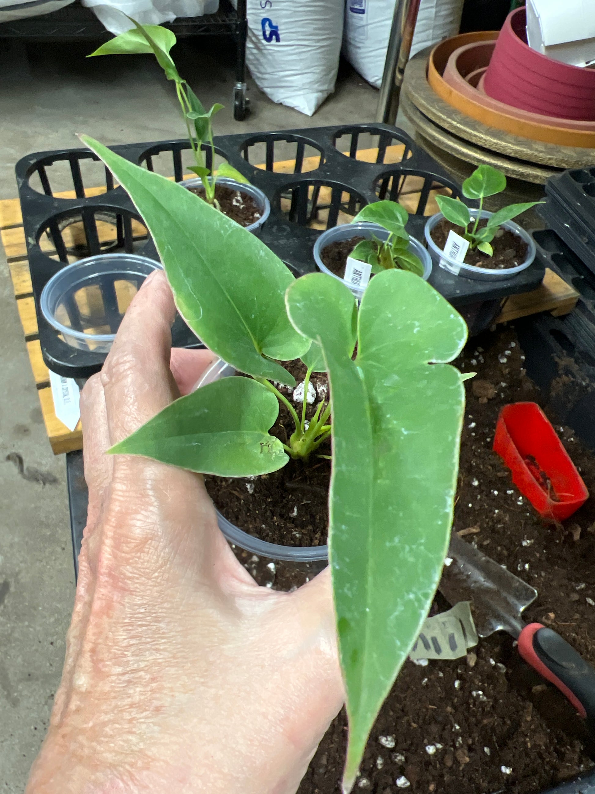 Anthurium Brownii