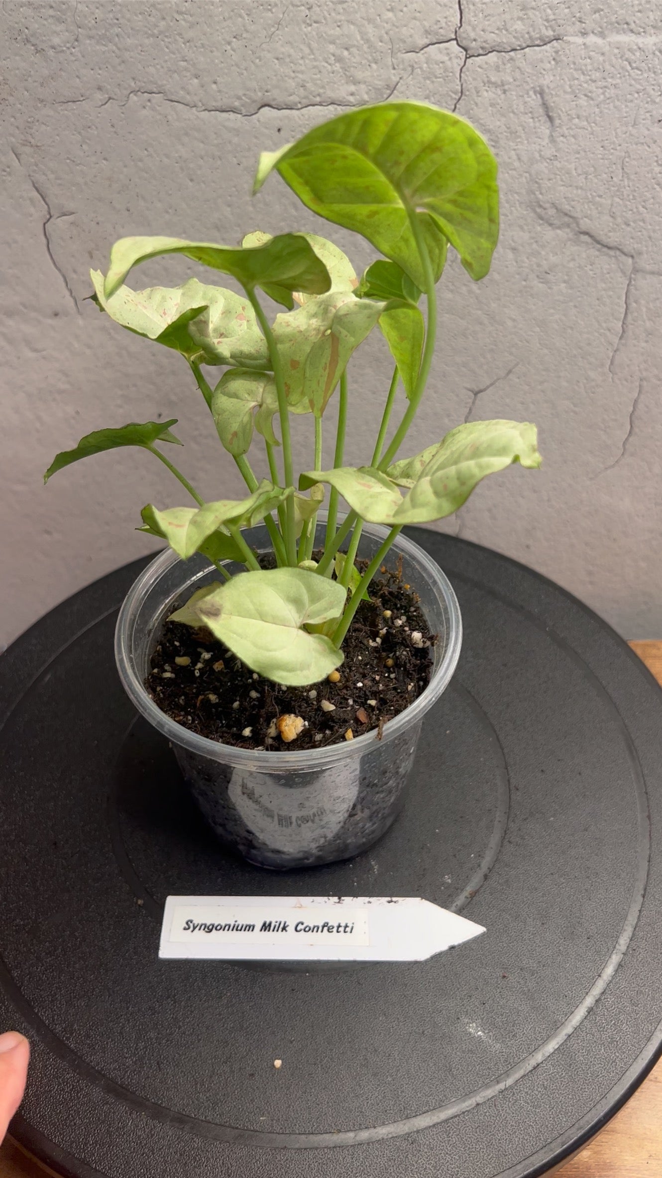 Syngonium Granny Panties