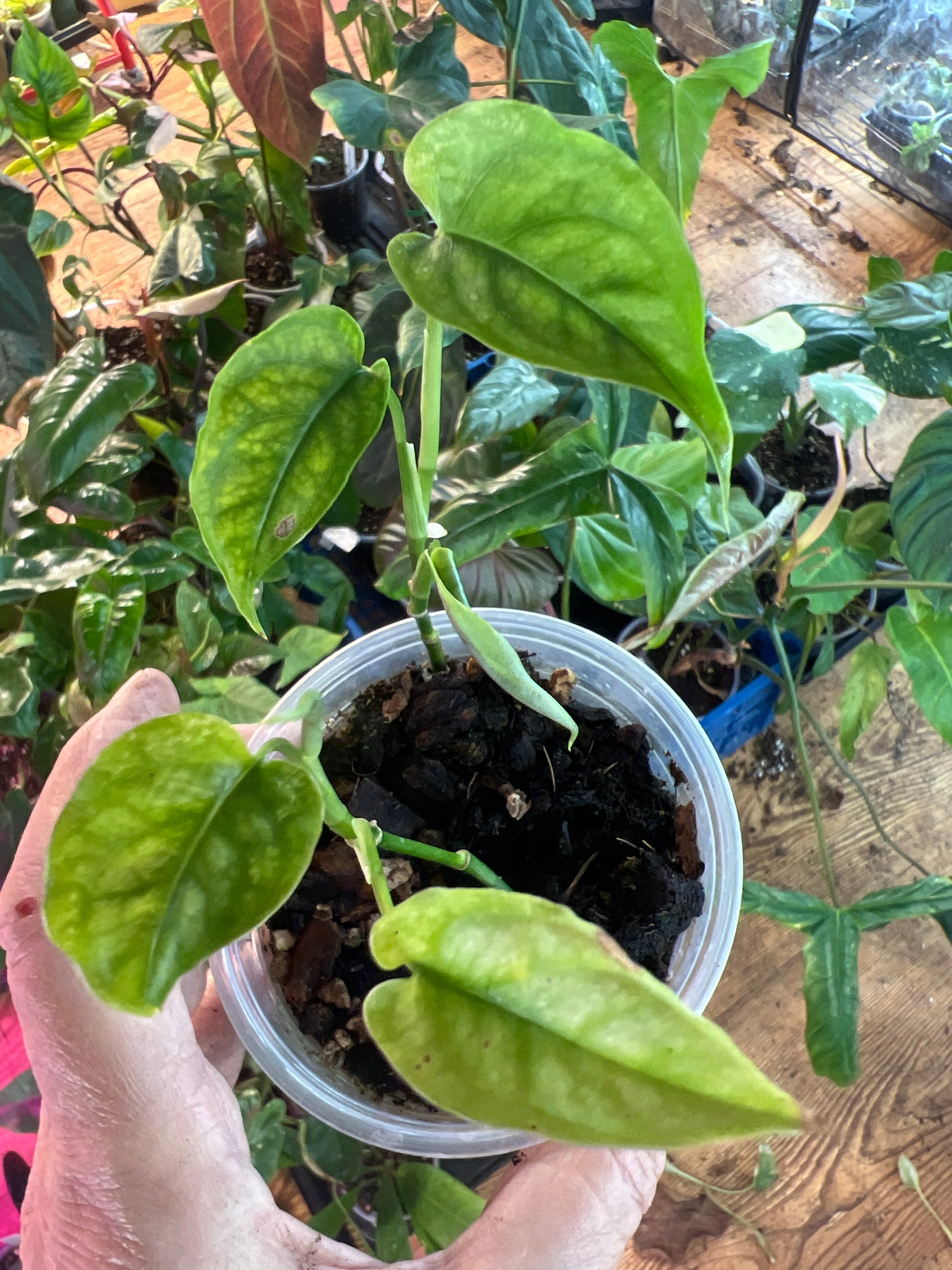 Monstera Siltepecana