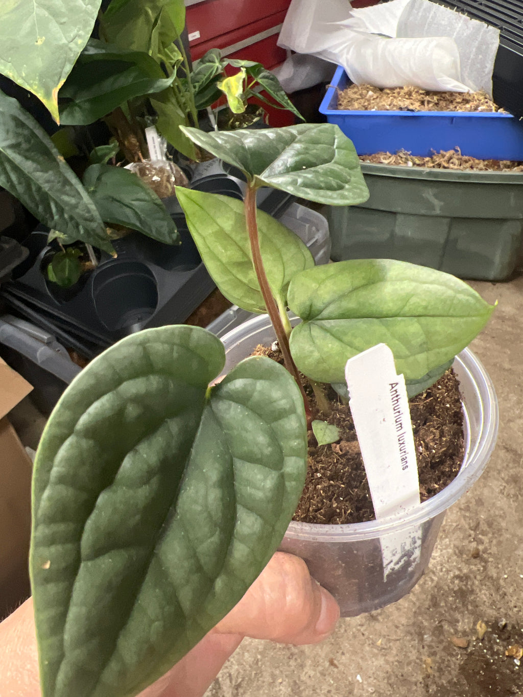 Anthurium luxurians