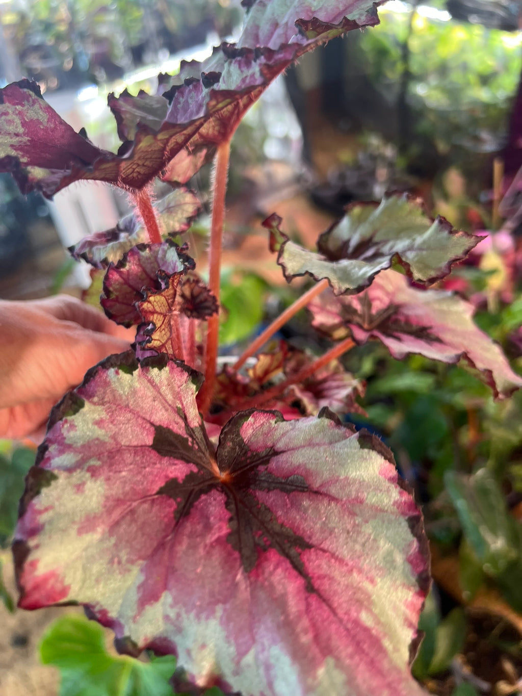 Begonia Red Robin