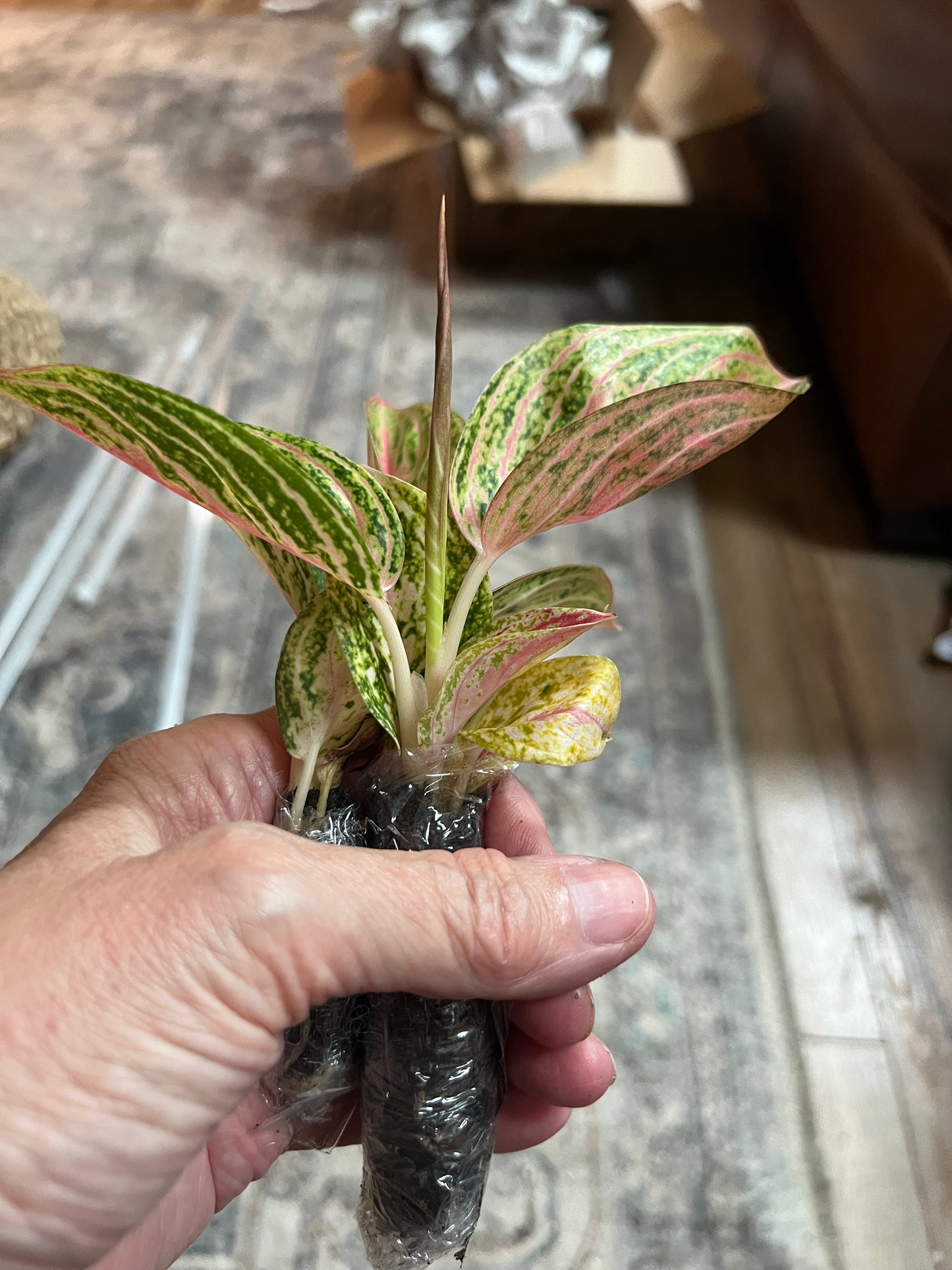 Aglaonema Venus