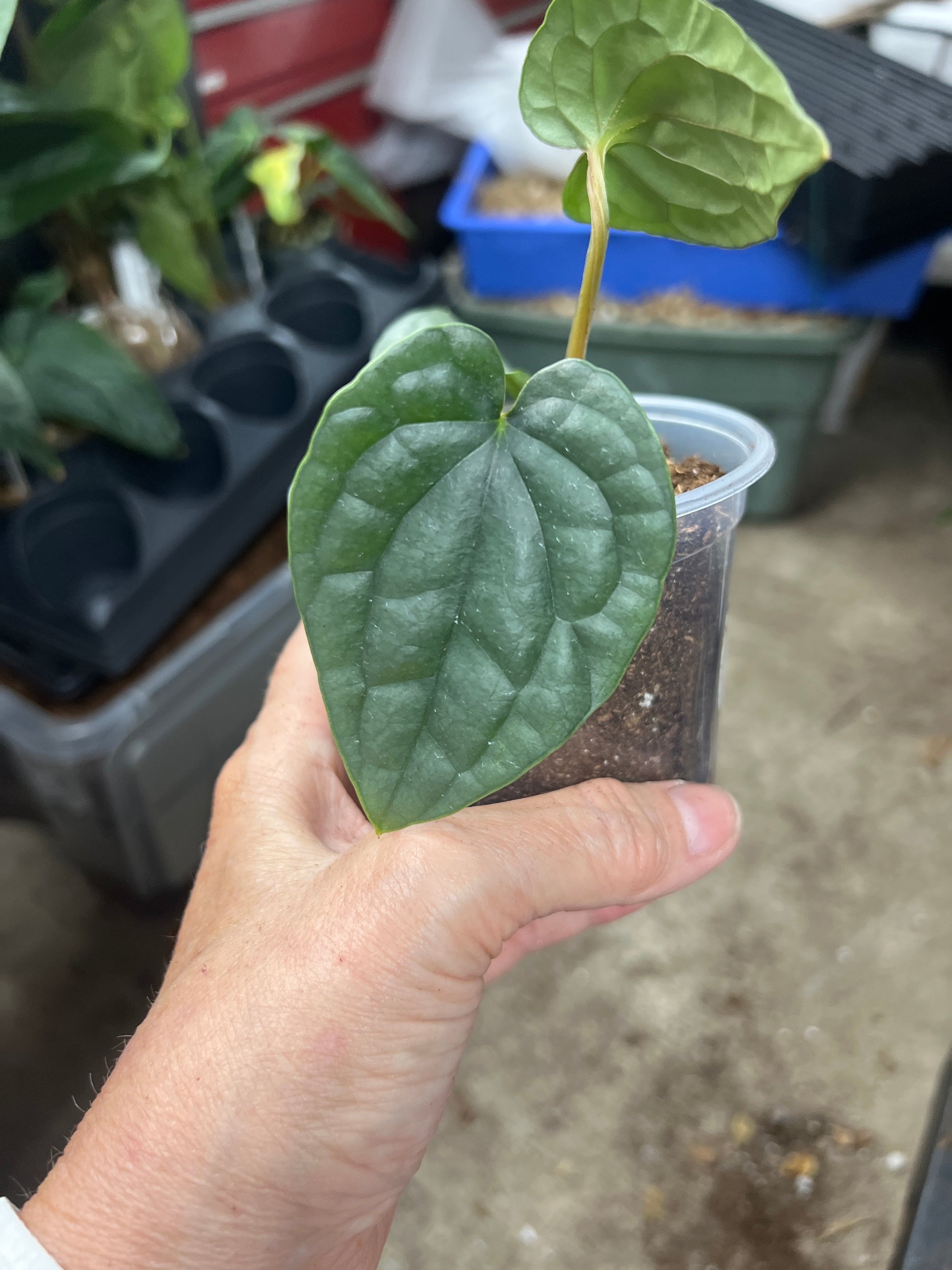 Anthurium luxurians