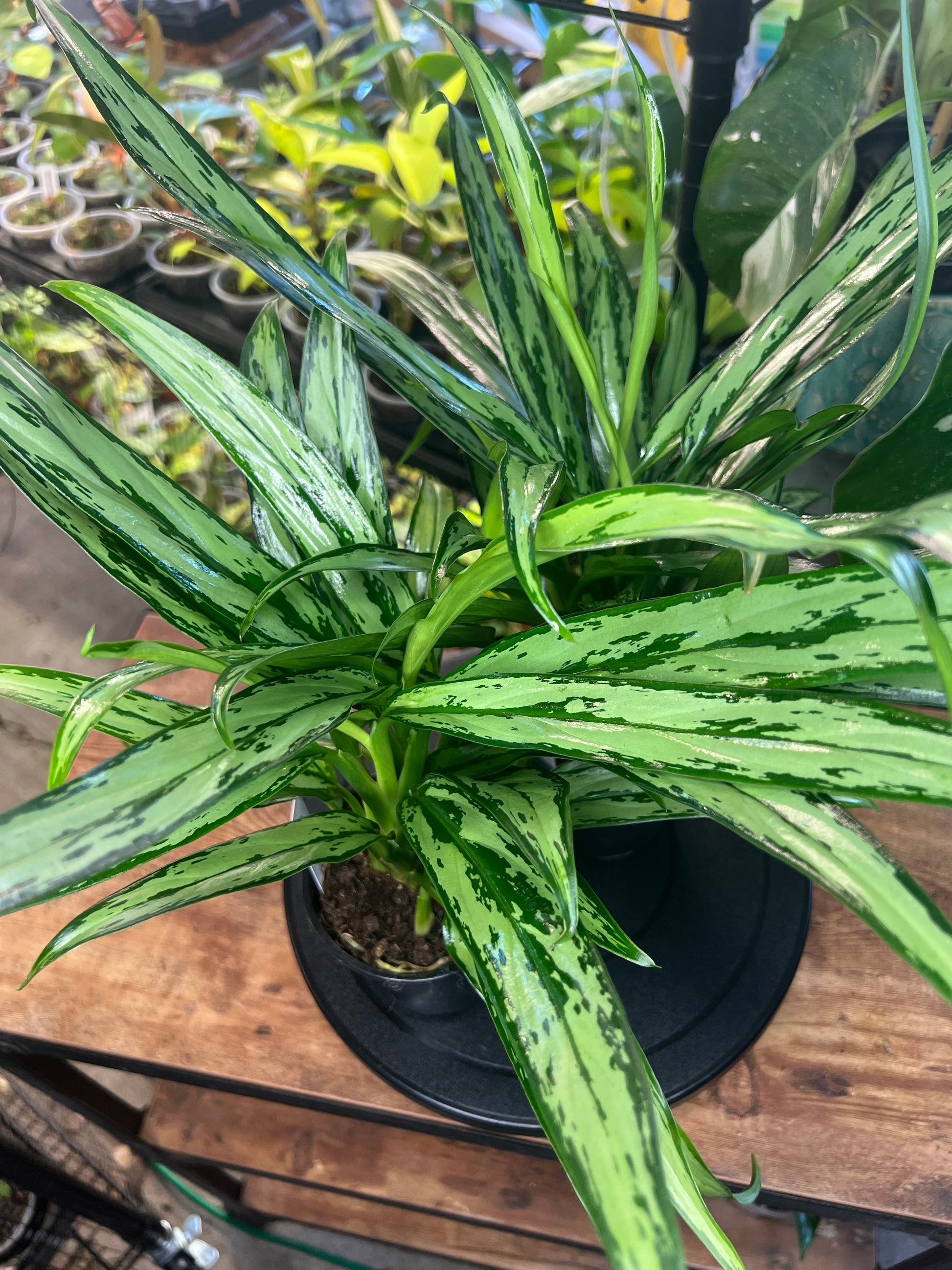 Aglaonema Cutlass (4”)