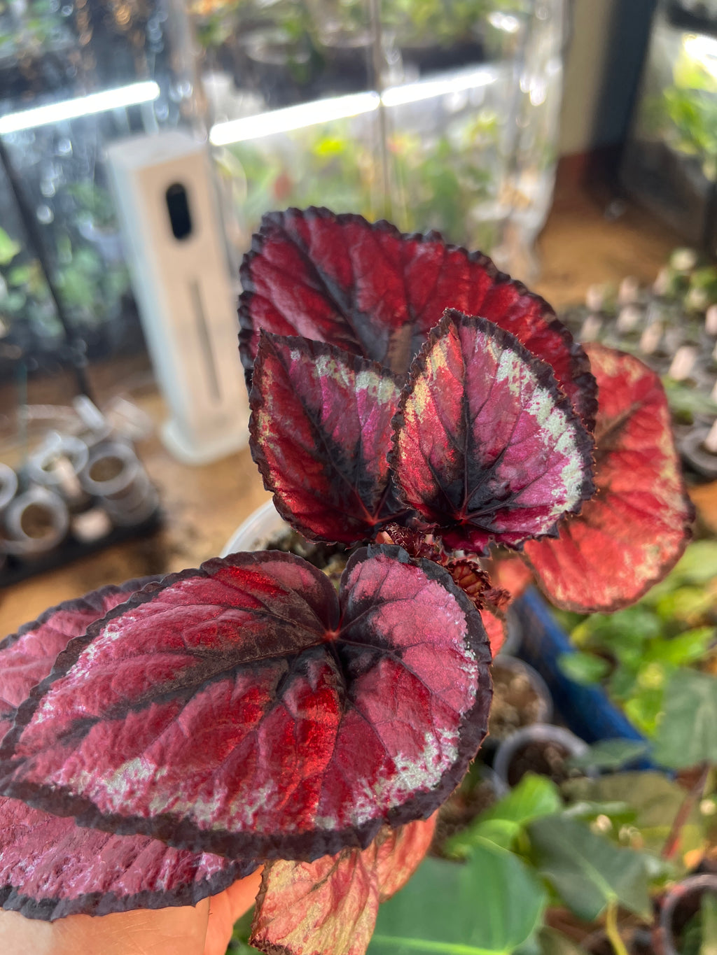 Begonia Red Kiss live plant foliage and detail view 2
