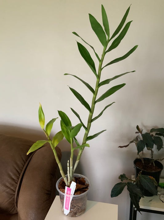 Dendrobium Amethystoglossum live orchid from Mulliken Nursery