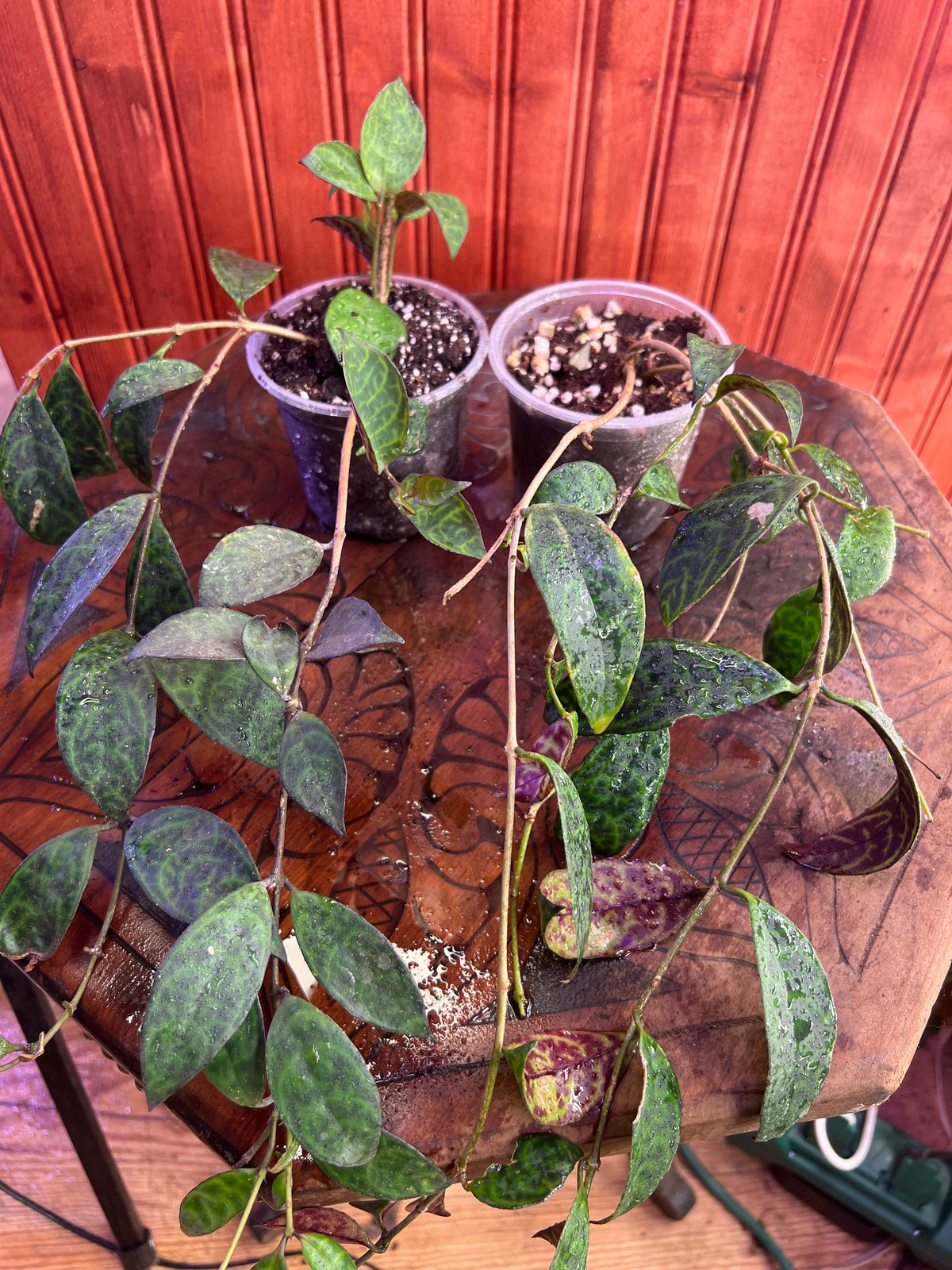 Aeschynanthus Black Pagoda