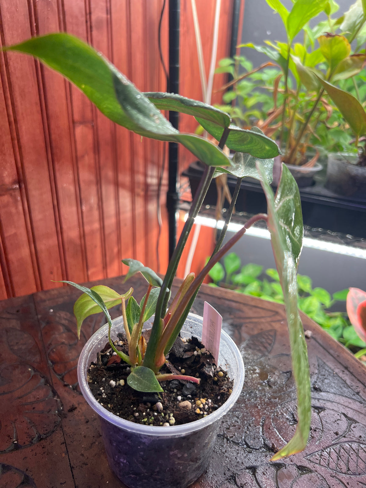 Philodendron Gloriosum Dark