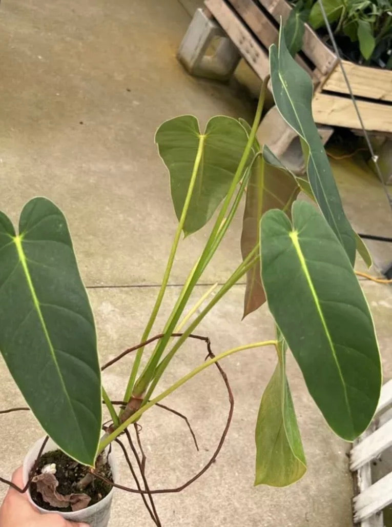 Philodendron Quelali Round x Phil. Spirit Sancti live plant foliage and detail view 2