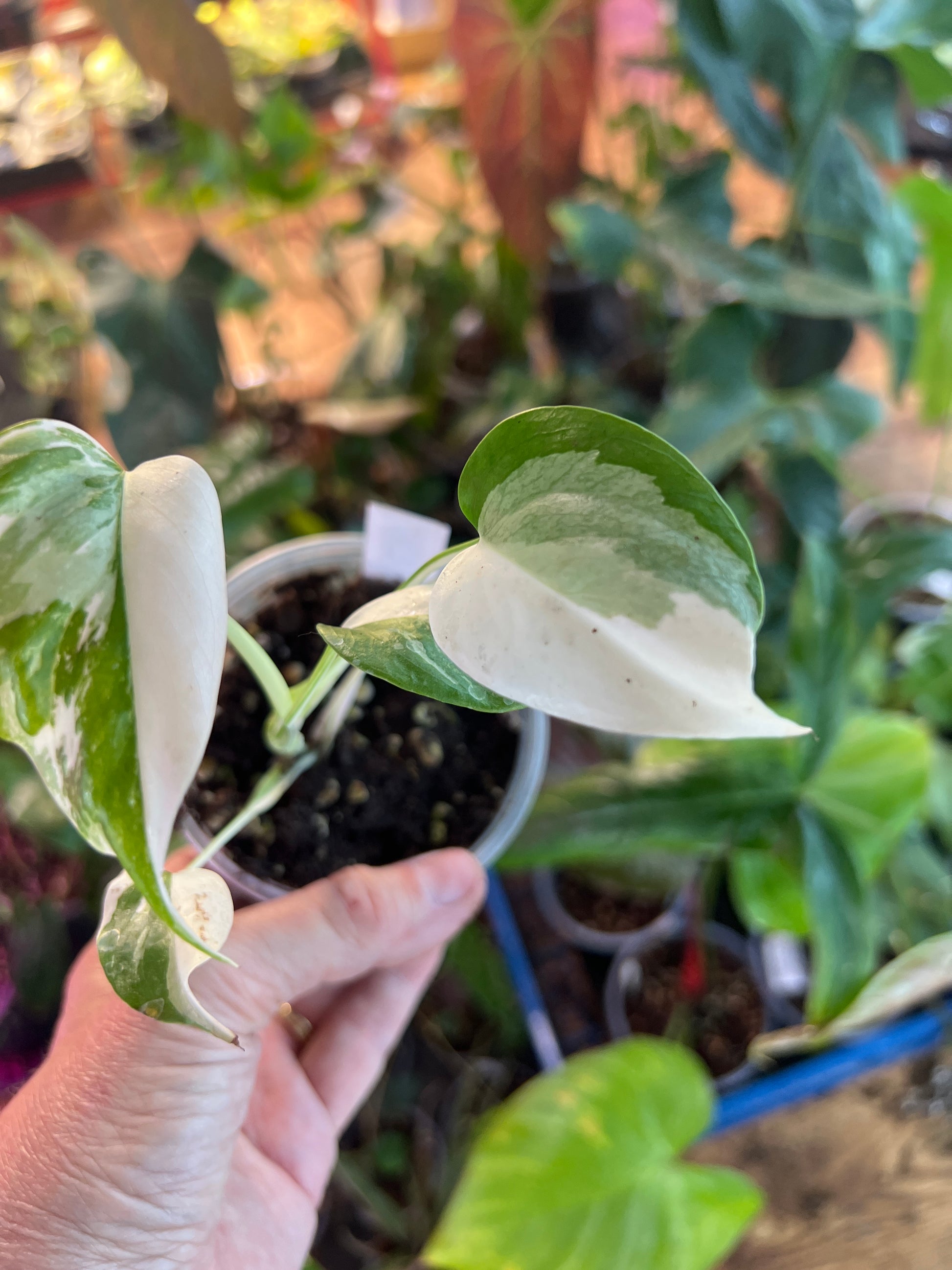 Monstera Borsigiana Albo