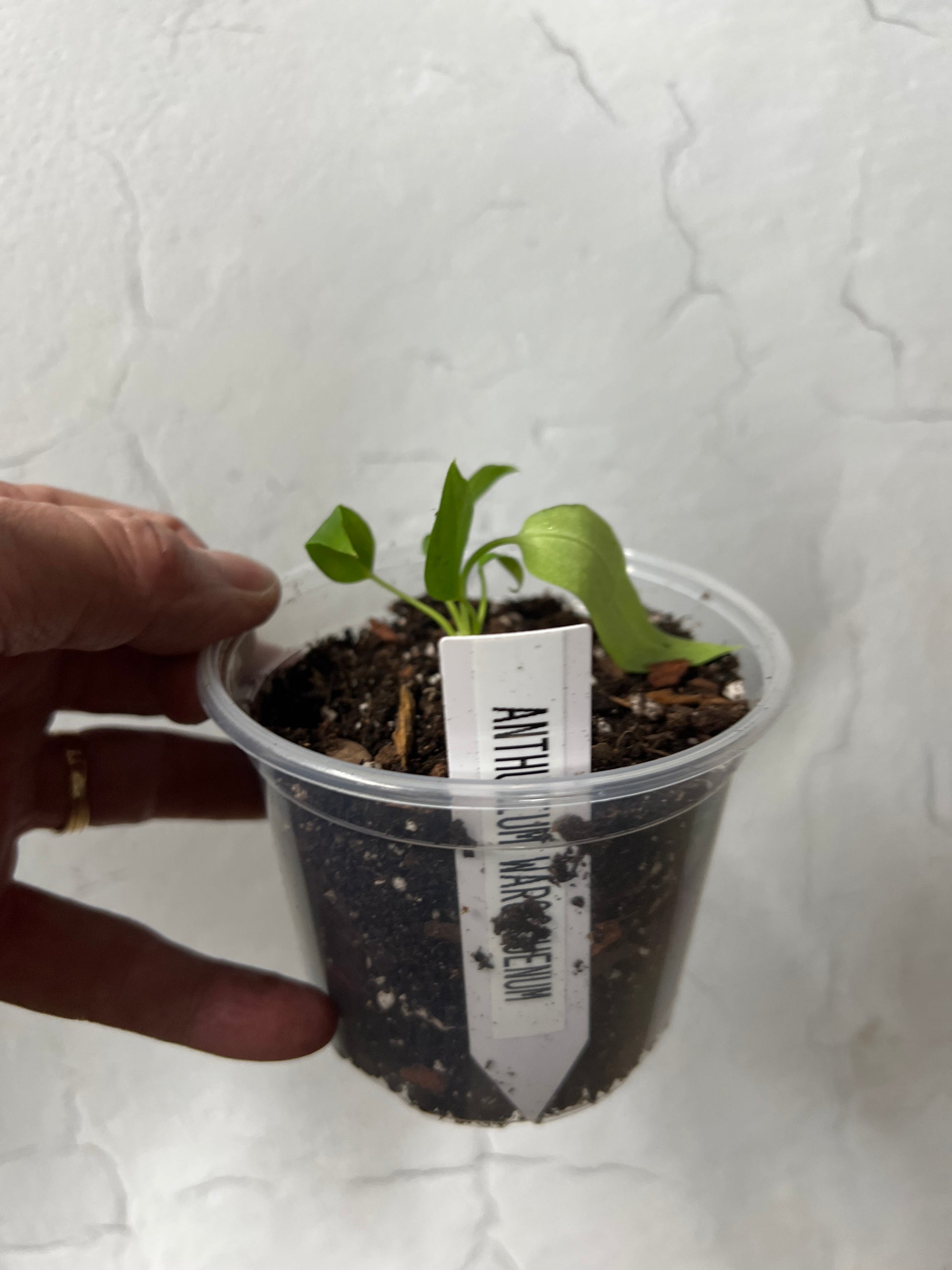 Anthurium warocqueanum
