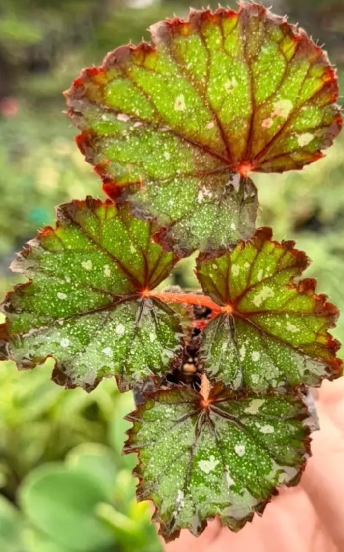 Begonia Harmony's Ends in Pink live begonia from Mulliken Nursery