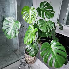 Monstera deliciosa live plant foliage and detail view 2